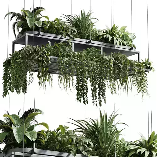 Hanging plants - indoor plant 420