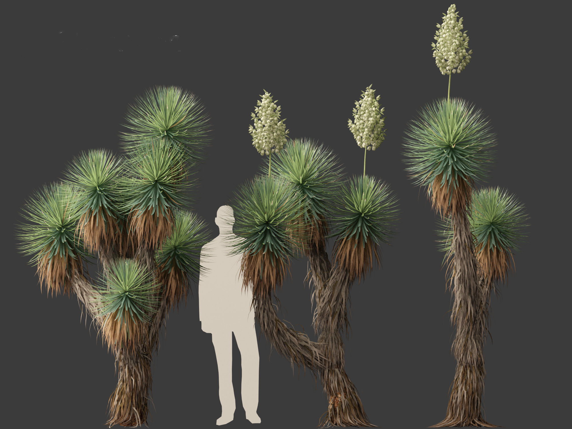 Yucca thompsoniana - Beaked yucca 3D model_8