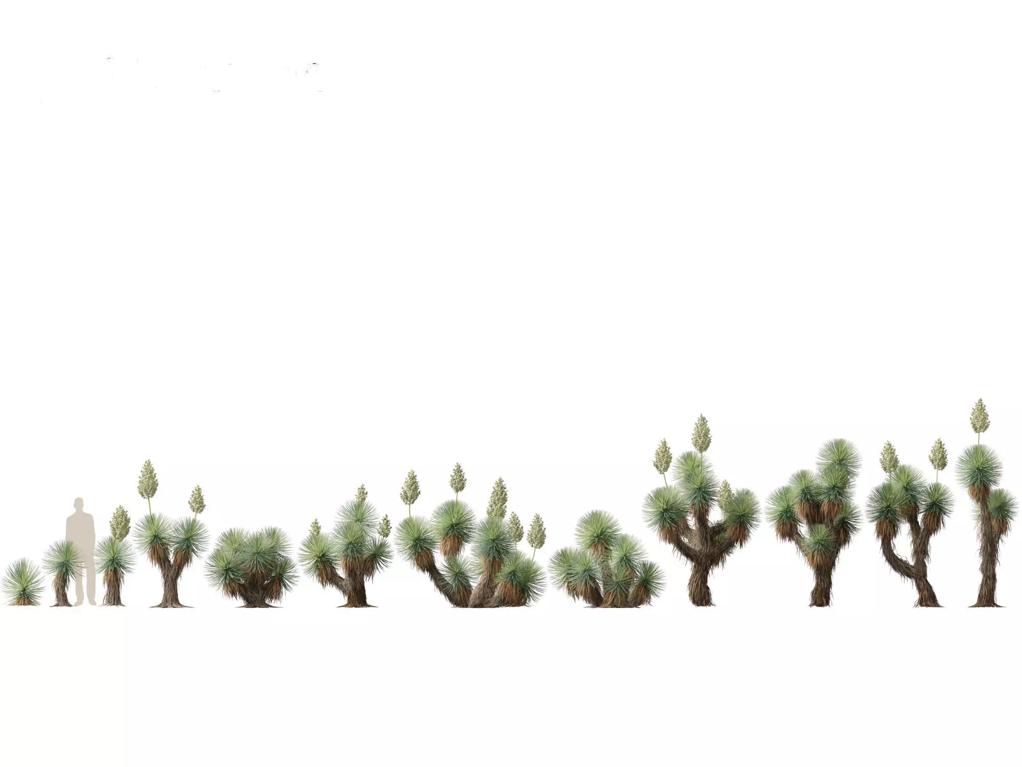 Yucca thompsoniana - Beaked yucca 3D model_0