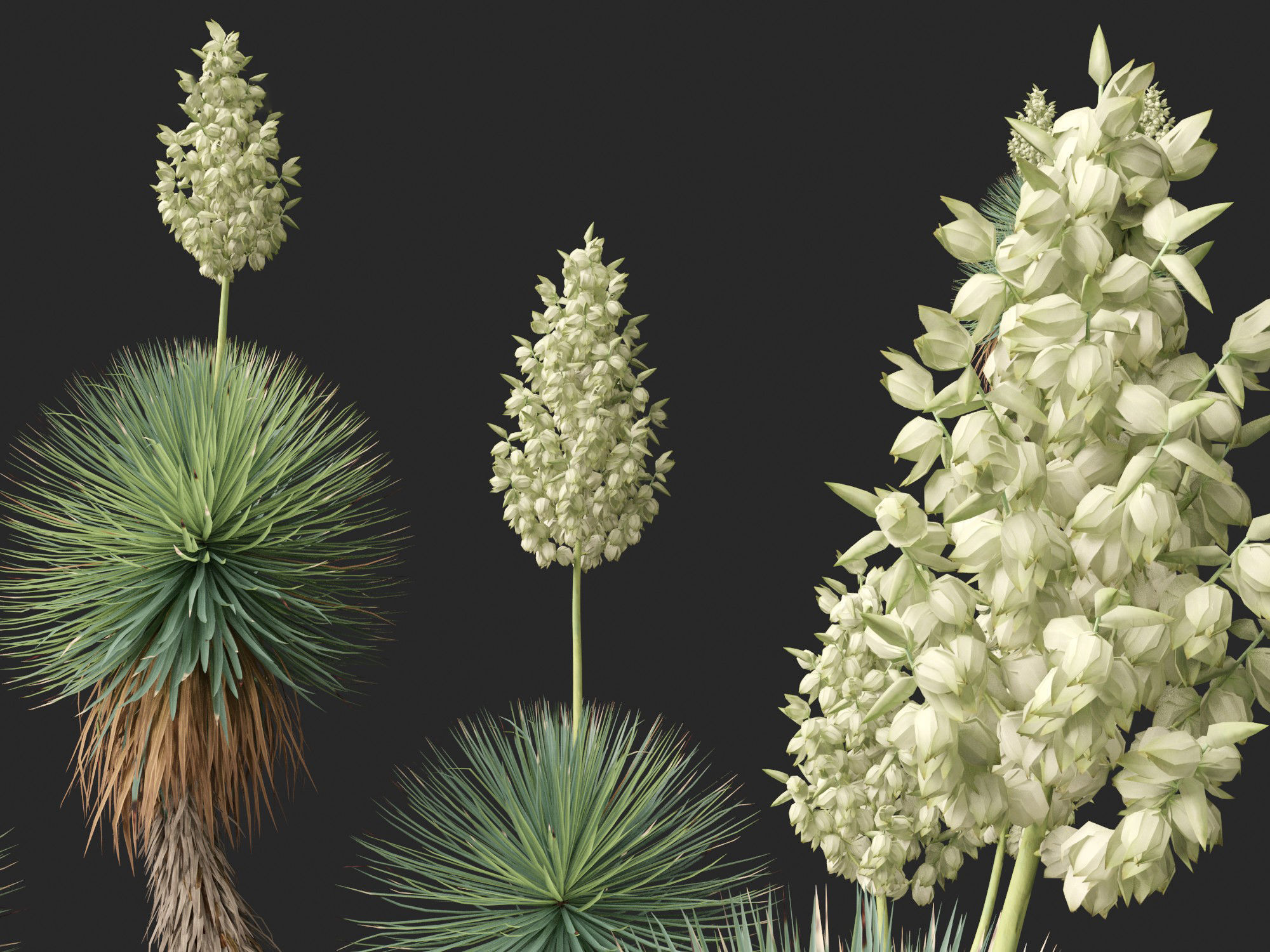 Yucca thompsoniana - Beaked yucca 3D model_10