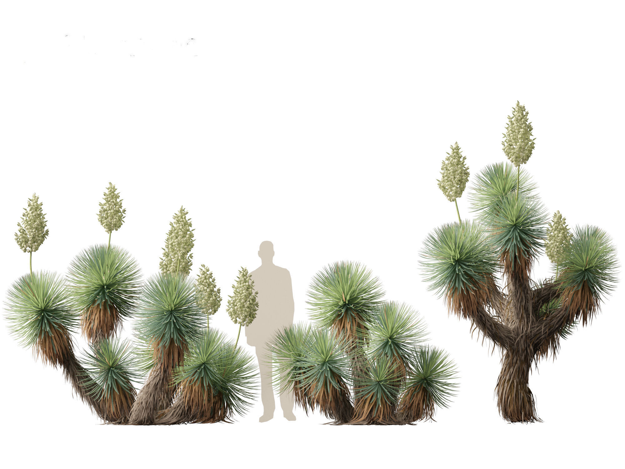 Yucca thompsoniana - Beaked yucca 3D model_4