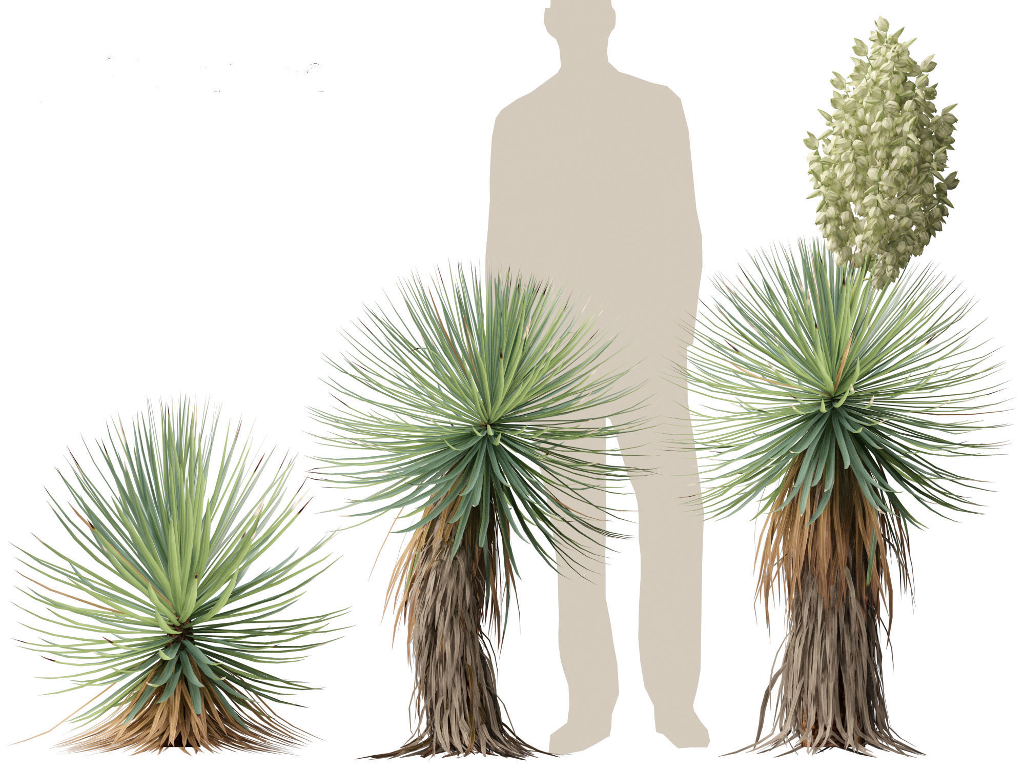 Yucca thompsoniana - Beaked yucca 3D model_1