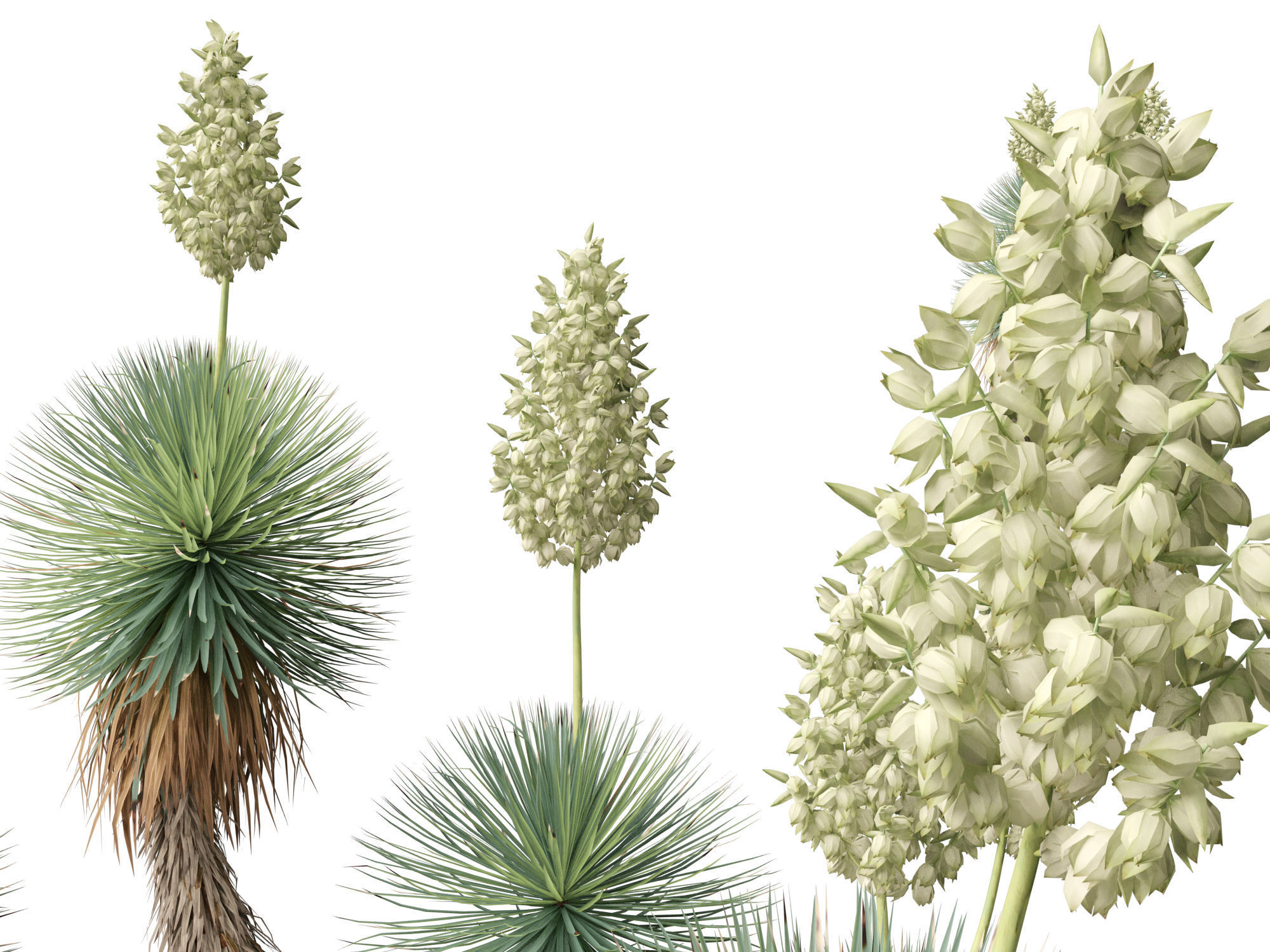 Yucca thompsoniana - Beaked yucca 3D model_12