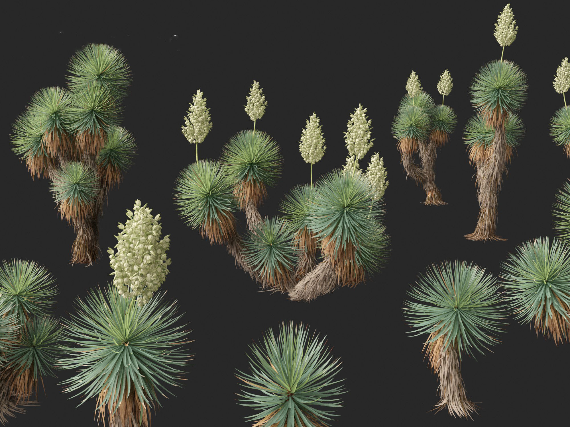Yucca thompsoniana - Beaked yucca 3D model_7