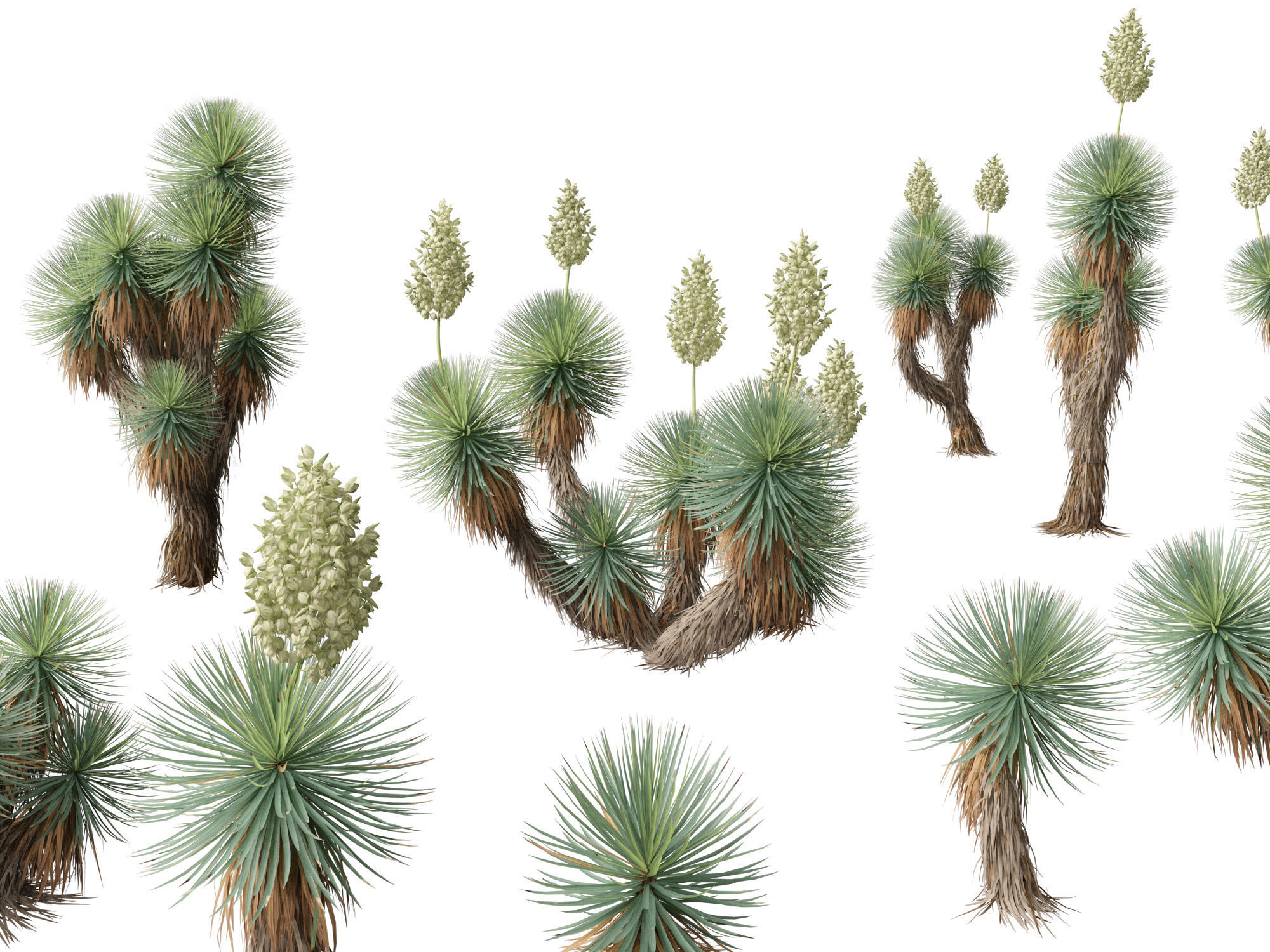 Yucca thompsoniana - Beaked yucca 3D model_11