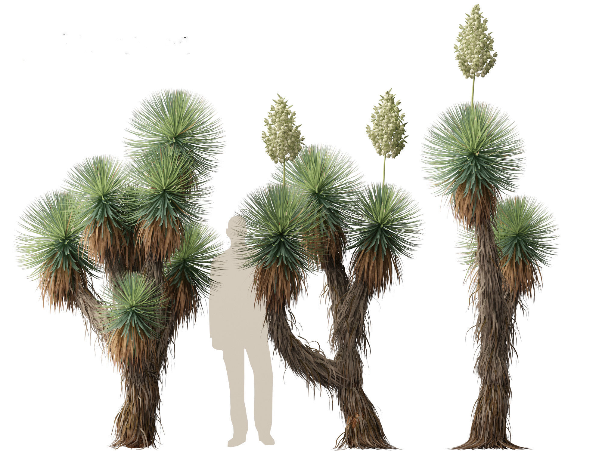 Yucca thompsoniana - Beaked yucca 3D model_9