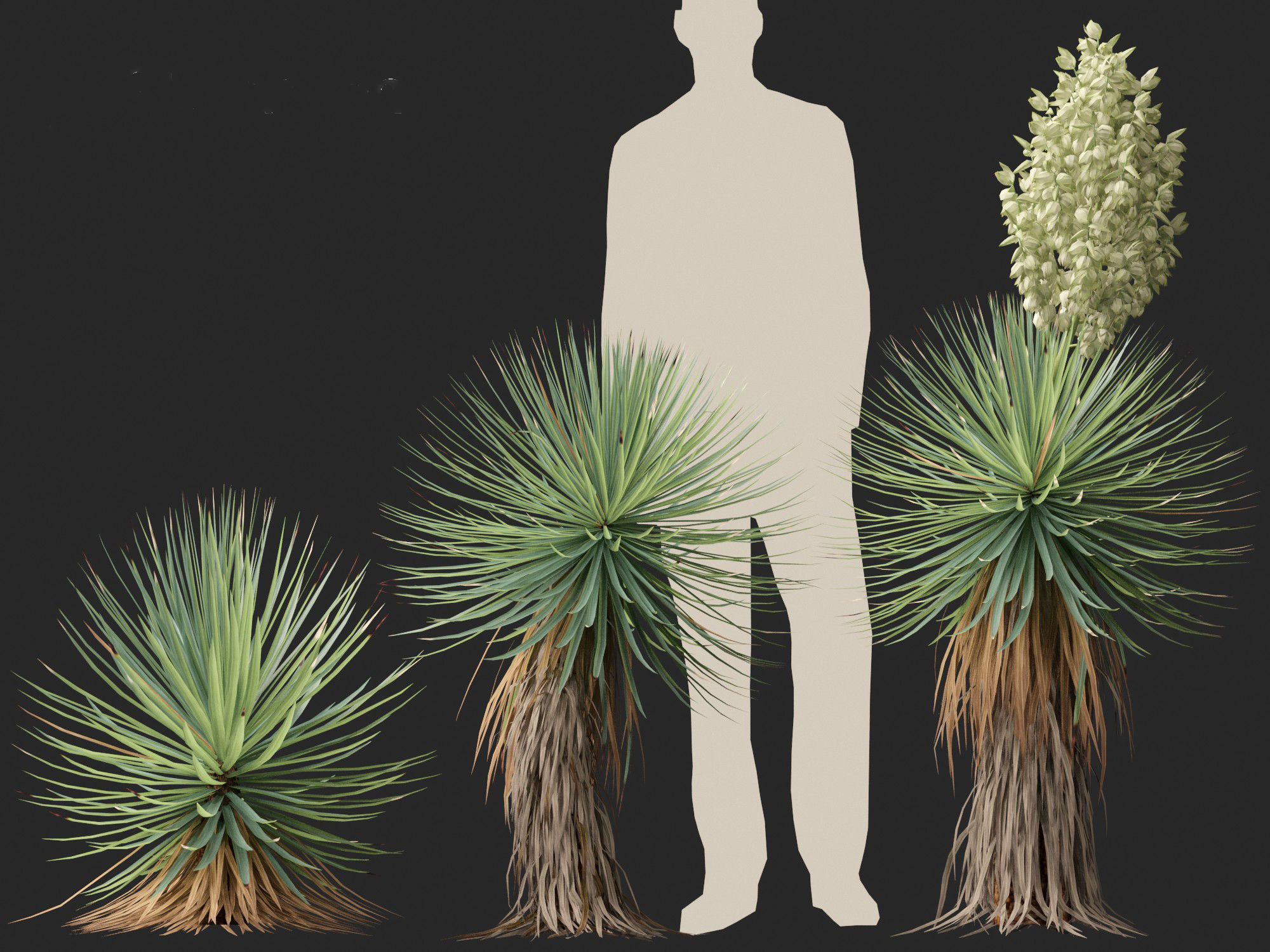 Yucca thompsoniana - Beaked yucca 3D model_5