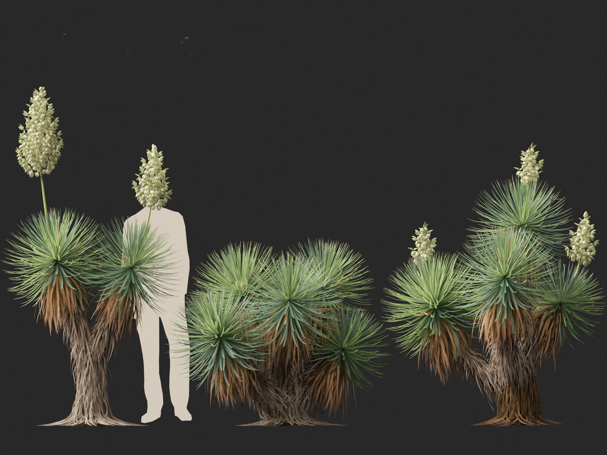 Yucca thompsoniana - Beaked yucca 3D model_3