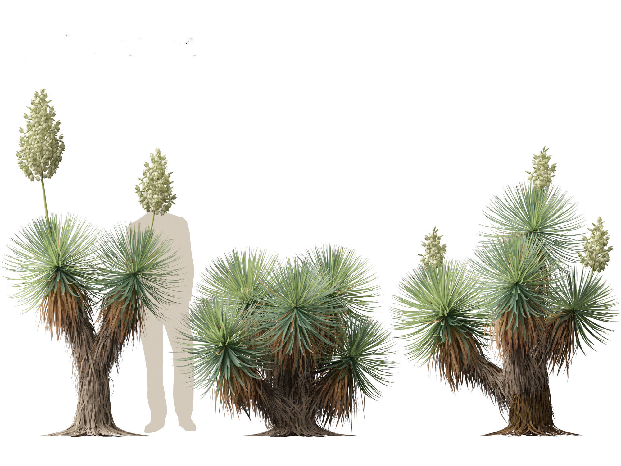 Yucca thompsoniana - Beaked yucca 3D model_2