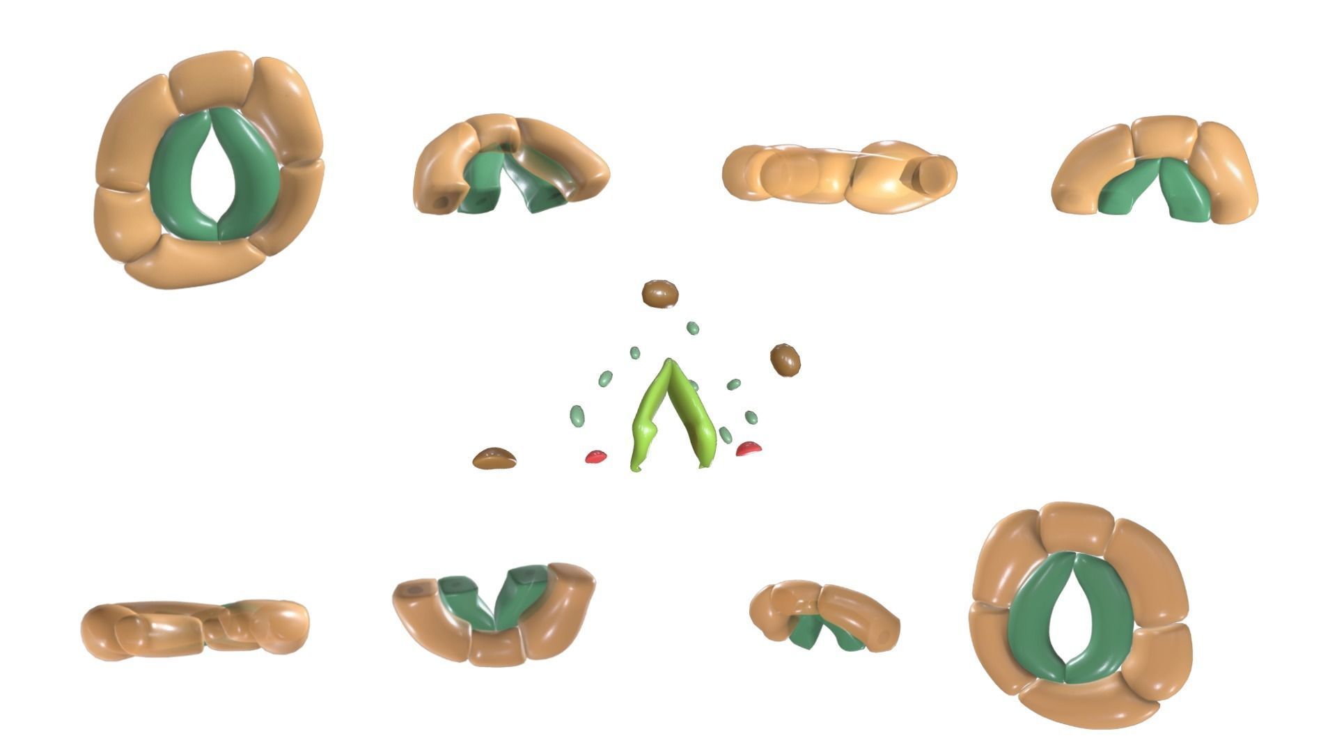Plant Stomata Structure 3D model_2