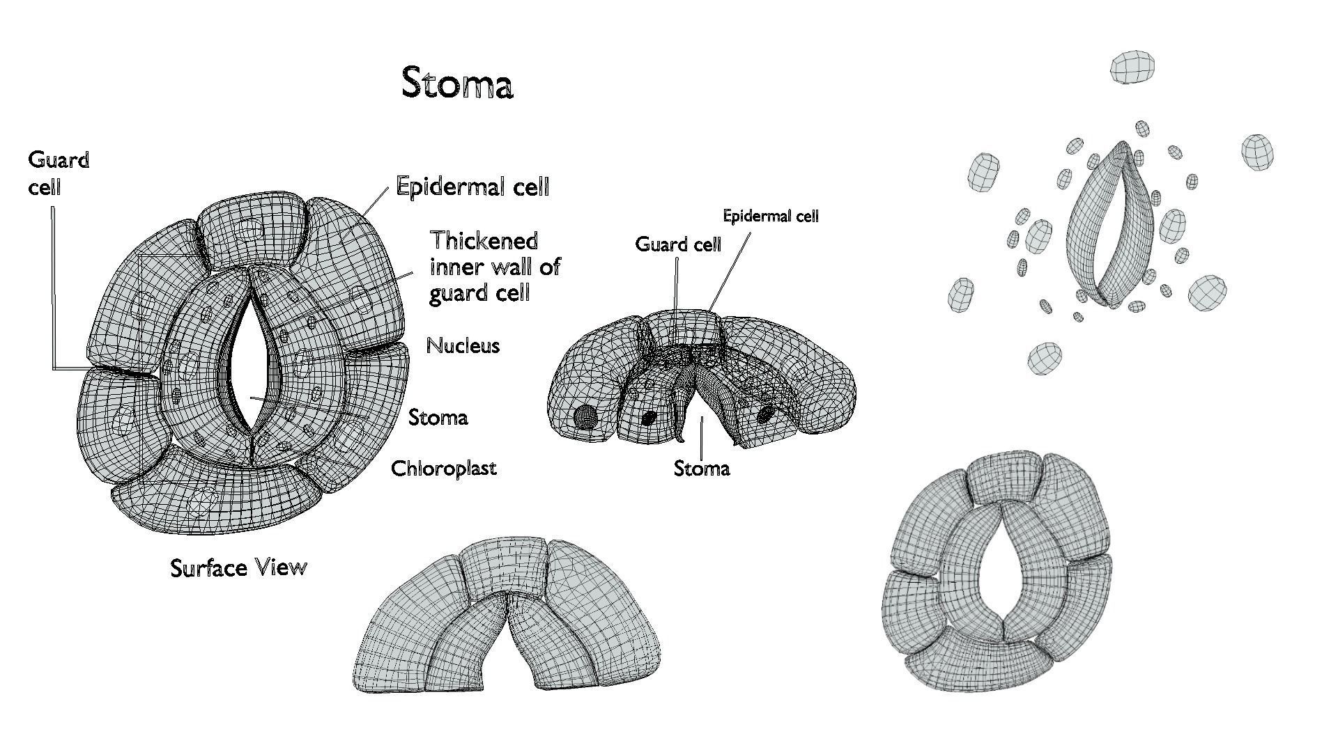 Plant Stomata Structure 3D model_6