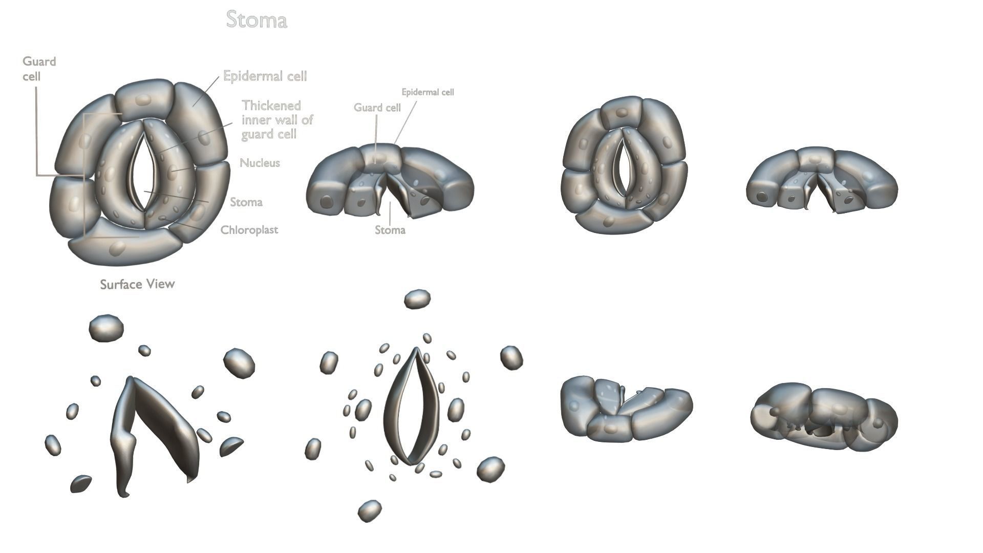 Plant Stomata Structure 3D model_5