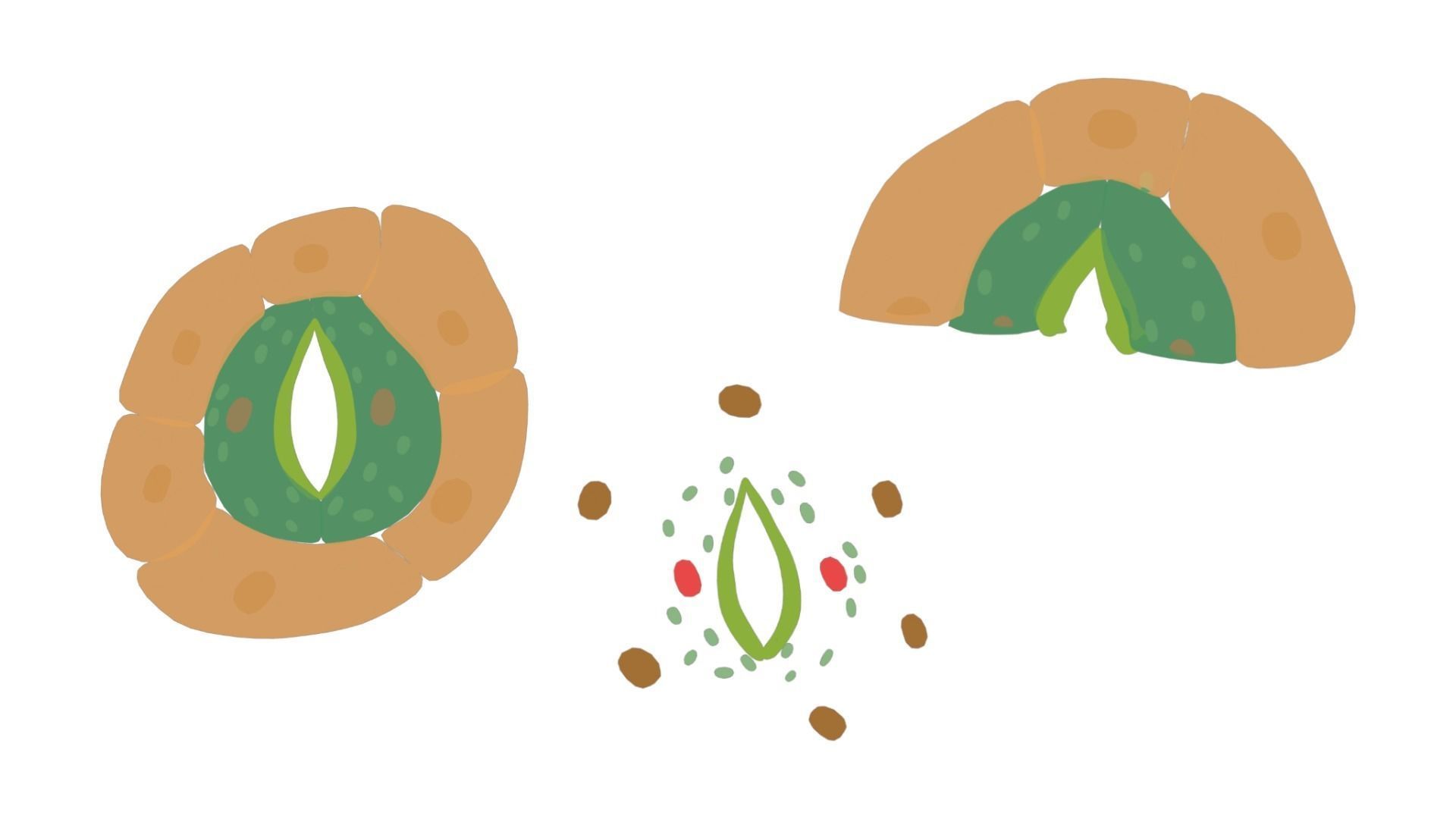 Plant Stomata Structure 3D model_3