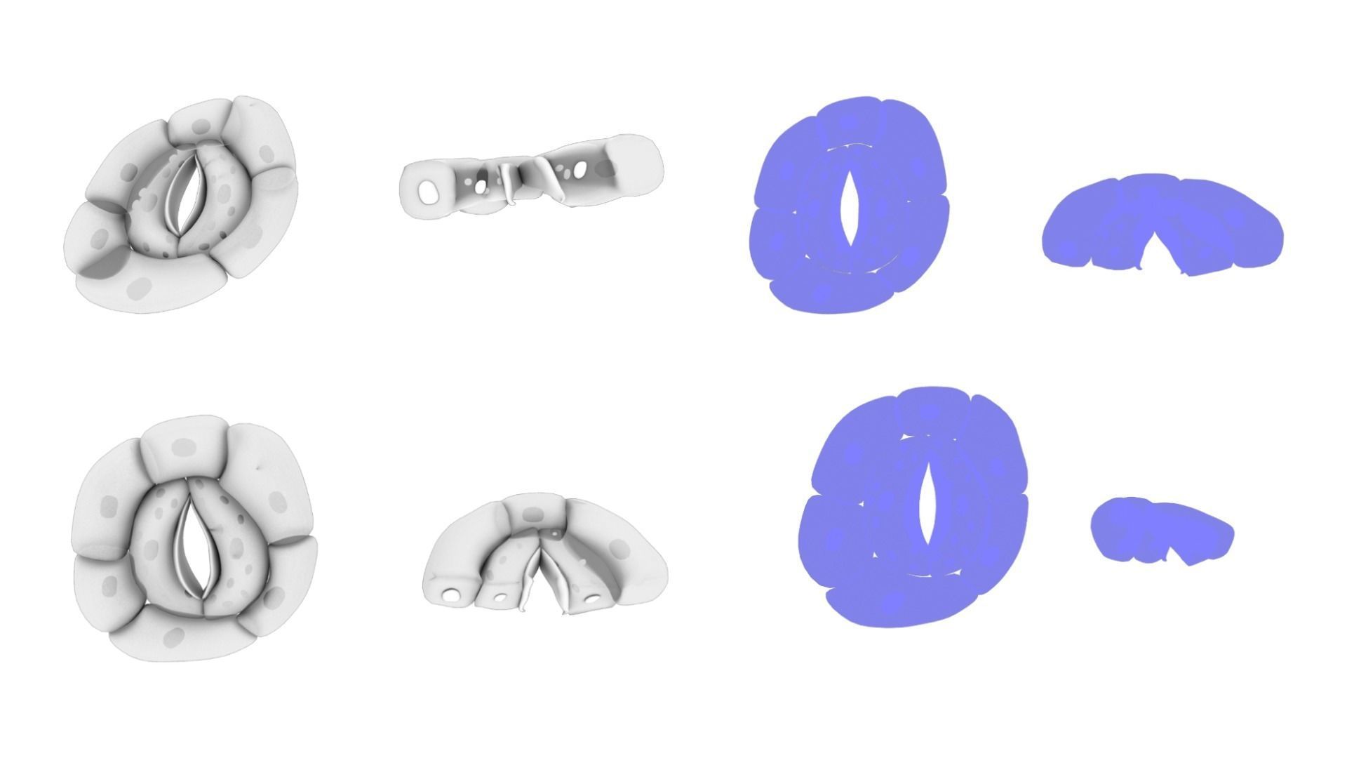 Plant Stomata Structure 3D model_4