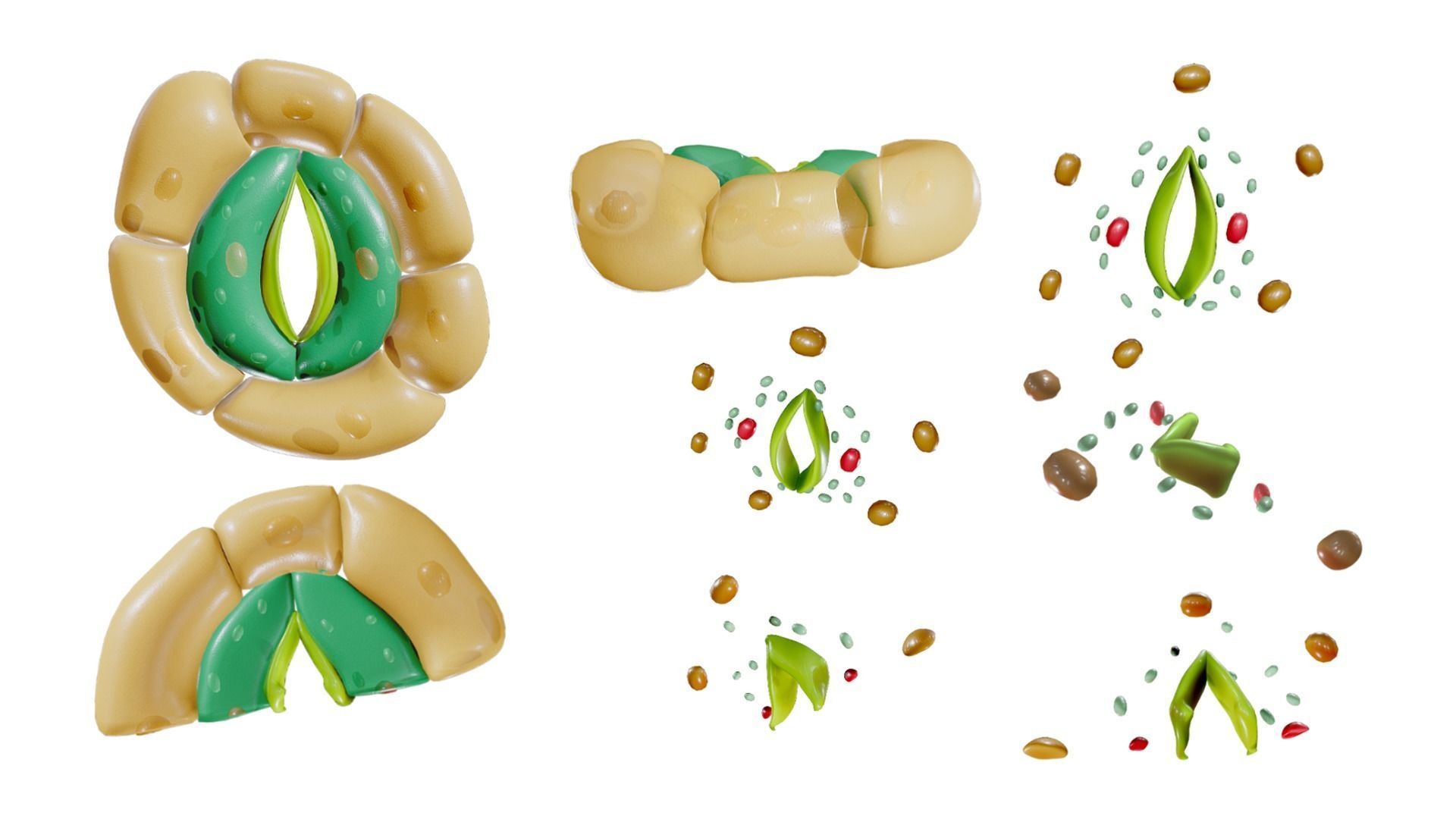Plant Stomata Structure 3D model_1
