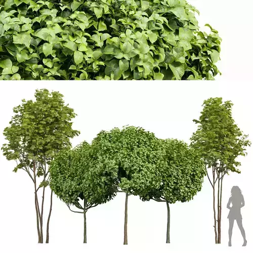 Ash Maple and Indian Bean 3D model
