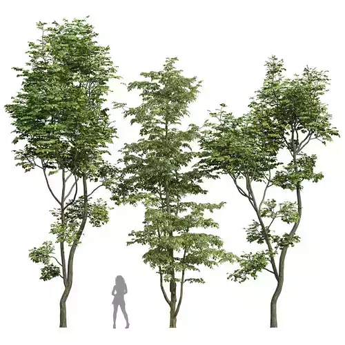 Carpinus Betulus and Hazel leave Free 3D model