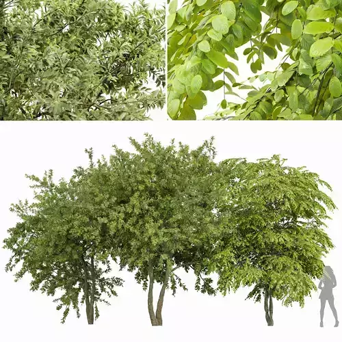 European spring 3Trees 3D model