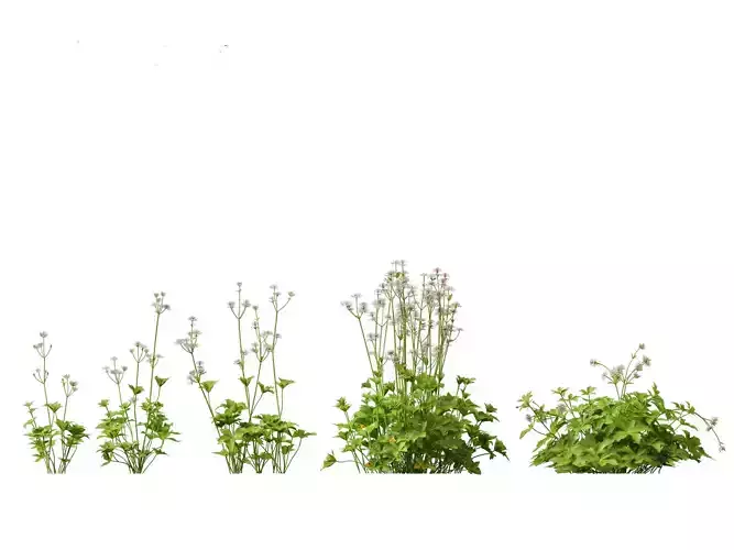 Astrantia major- greater masterwort