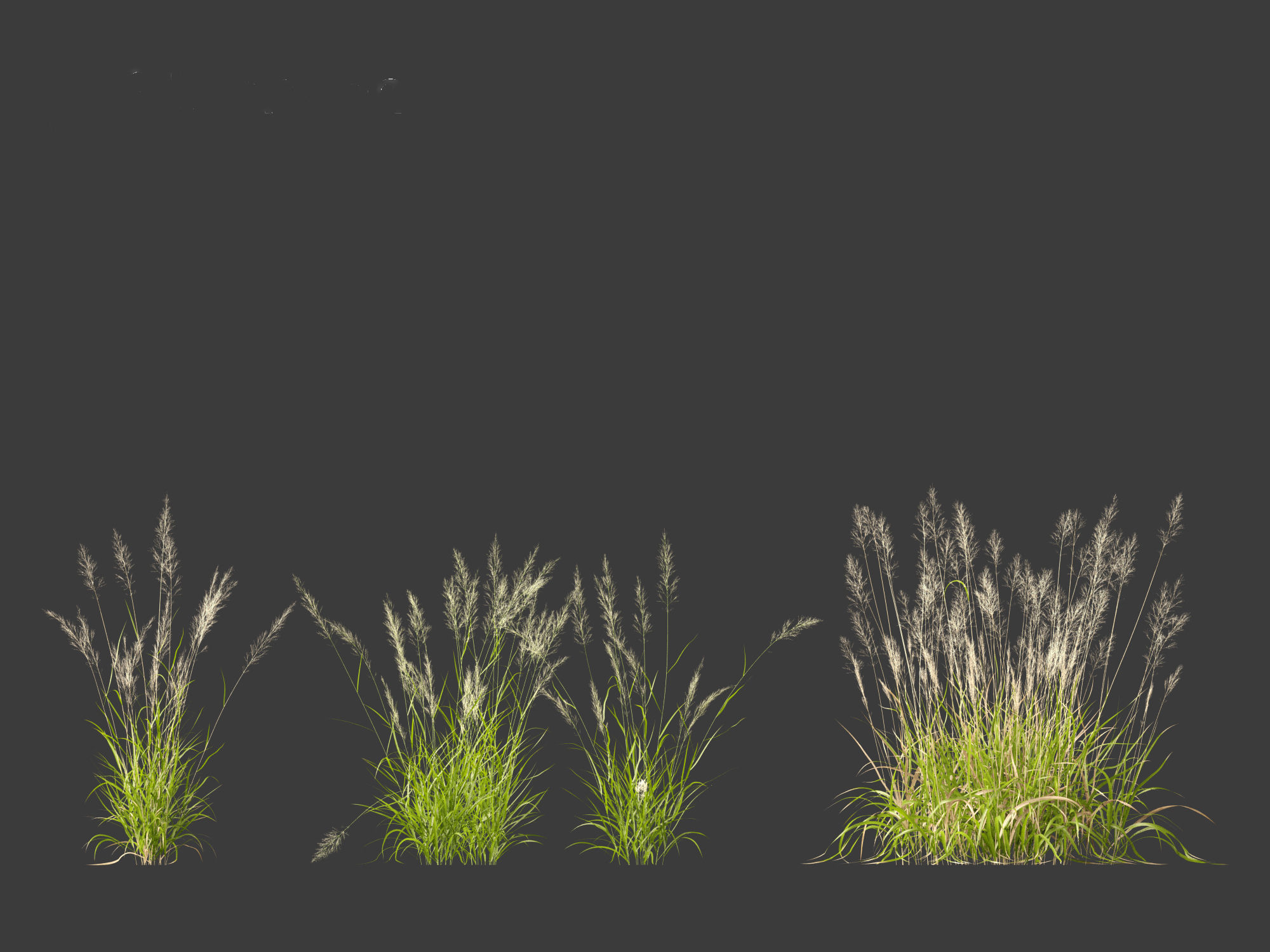 Calamagrostis arundinacea - Reed Grass 3D model_2