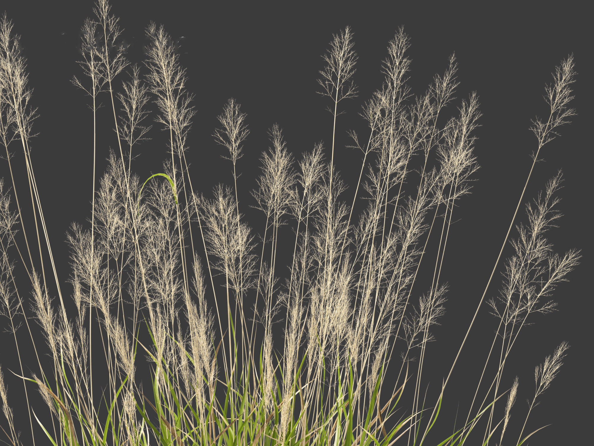 Calamagrostis arundinacea - Reed Grass 3D model_7
