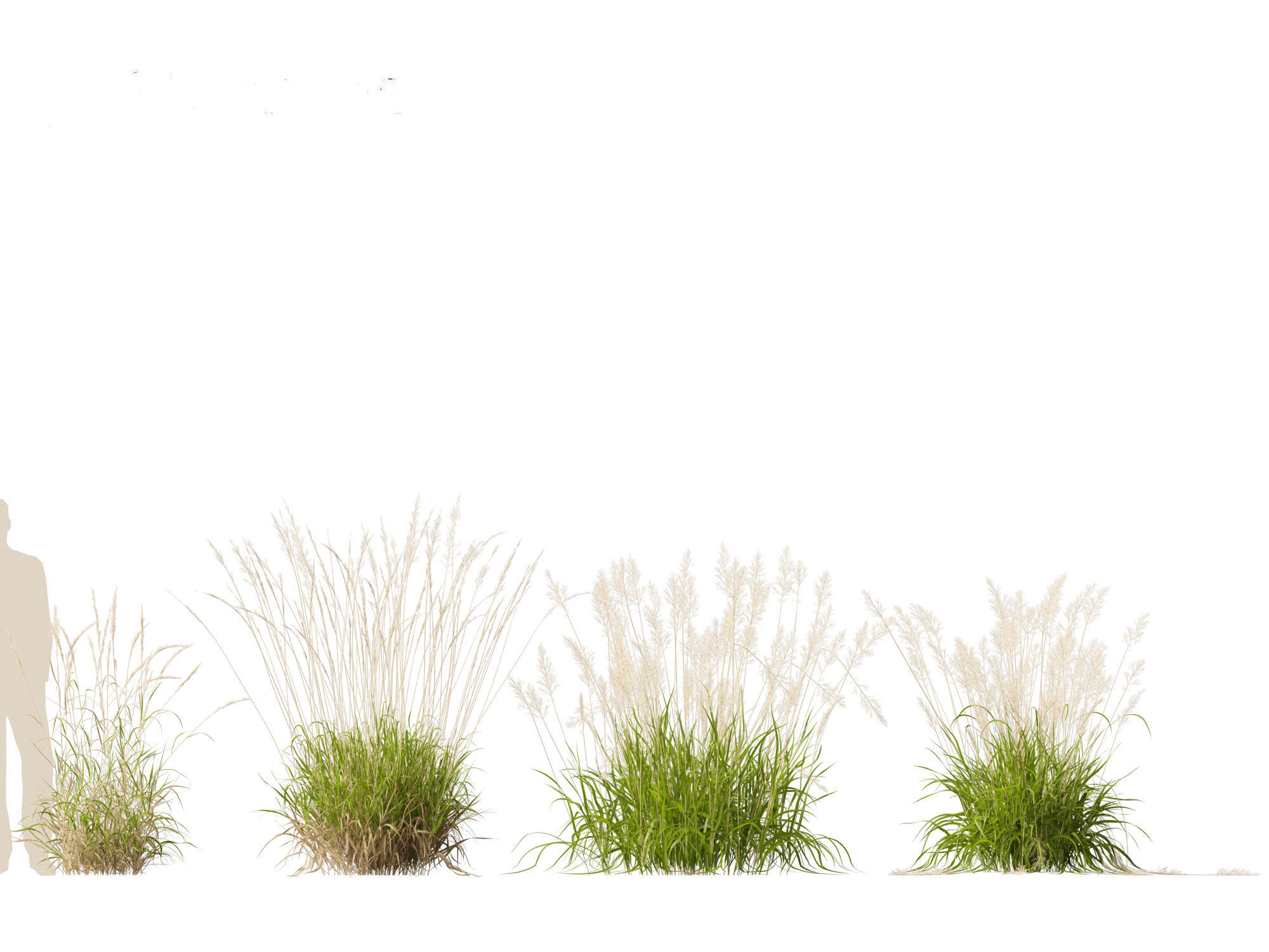 Calamagrostis arundinacea - Reed Grass 3D model_12