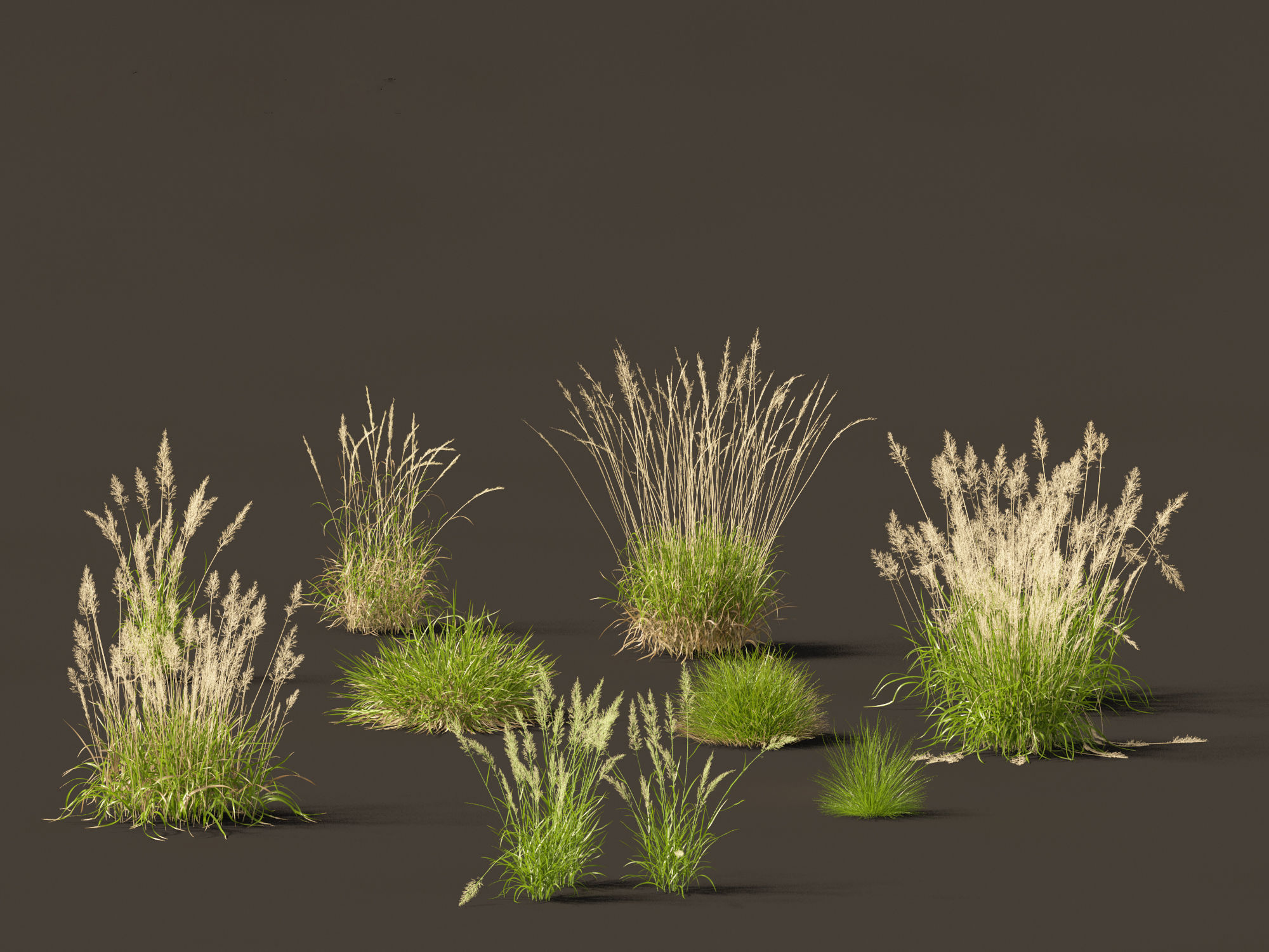 Calamagrostis arundinacea - Reed Grass 3D model_13