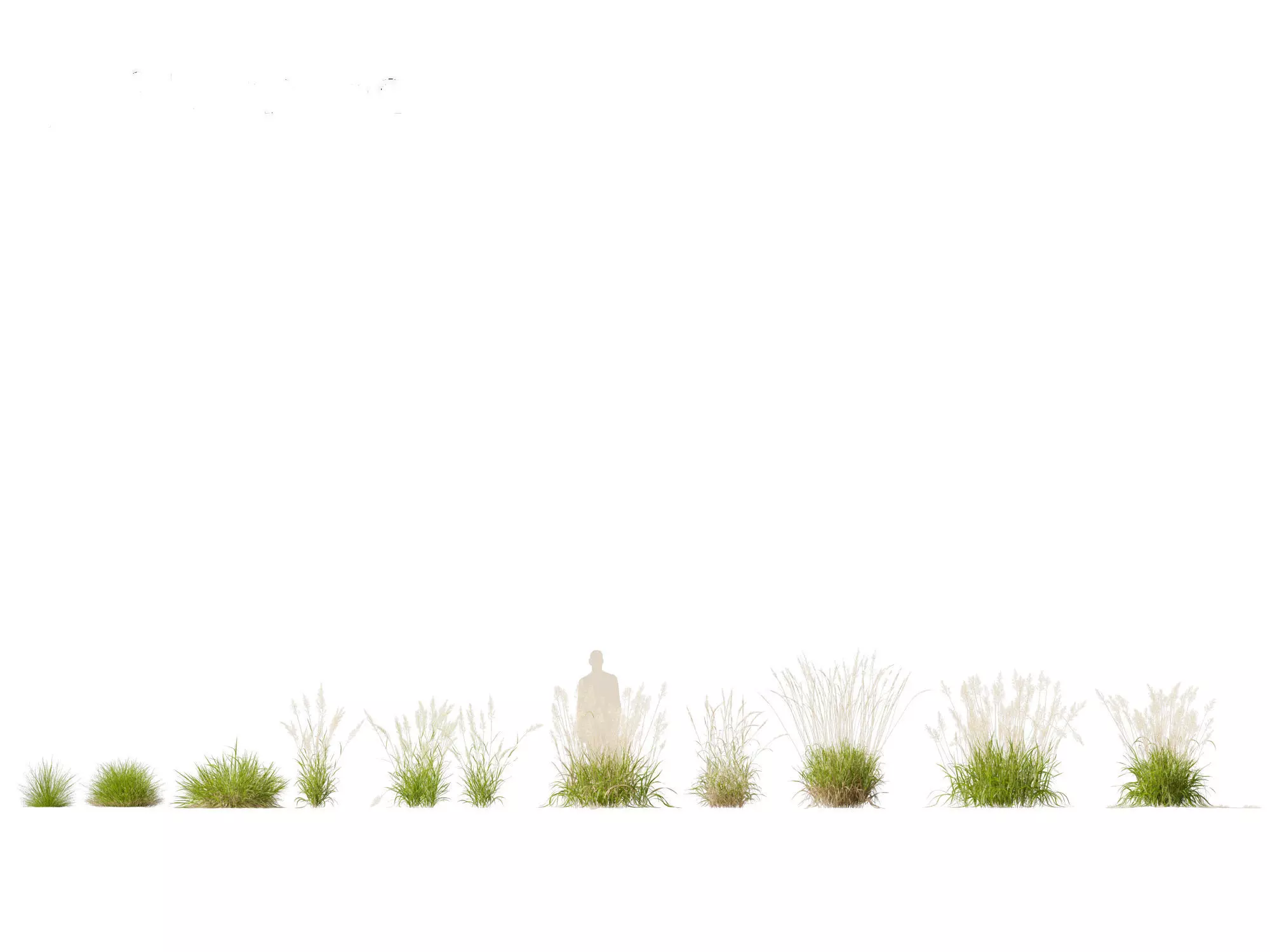 Calamagrostis arundinacea - Reed Grass 3D model_0