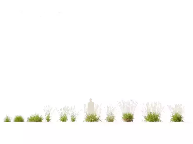 Calamagrostis arundinacea - Reed Grass