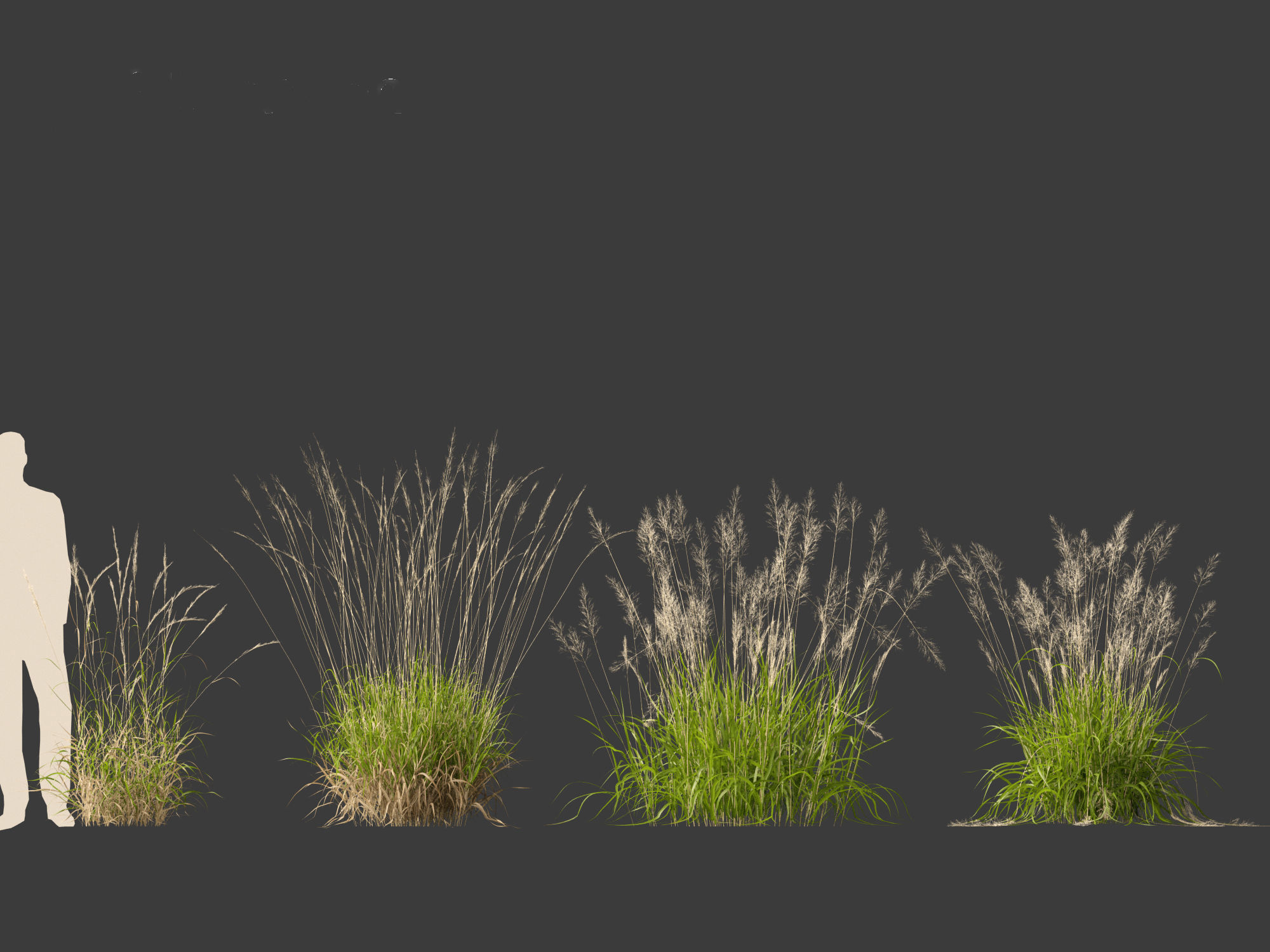 Calamagrostis arundinacea - Reed Grass 3D model_3