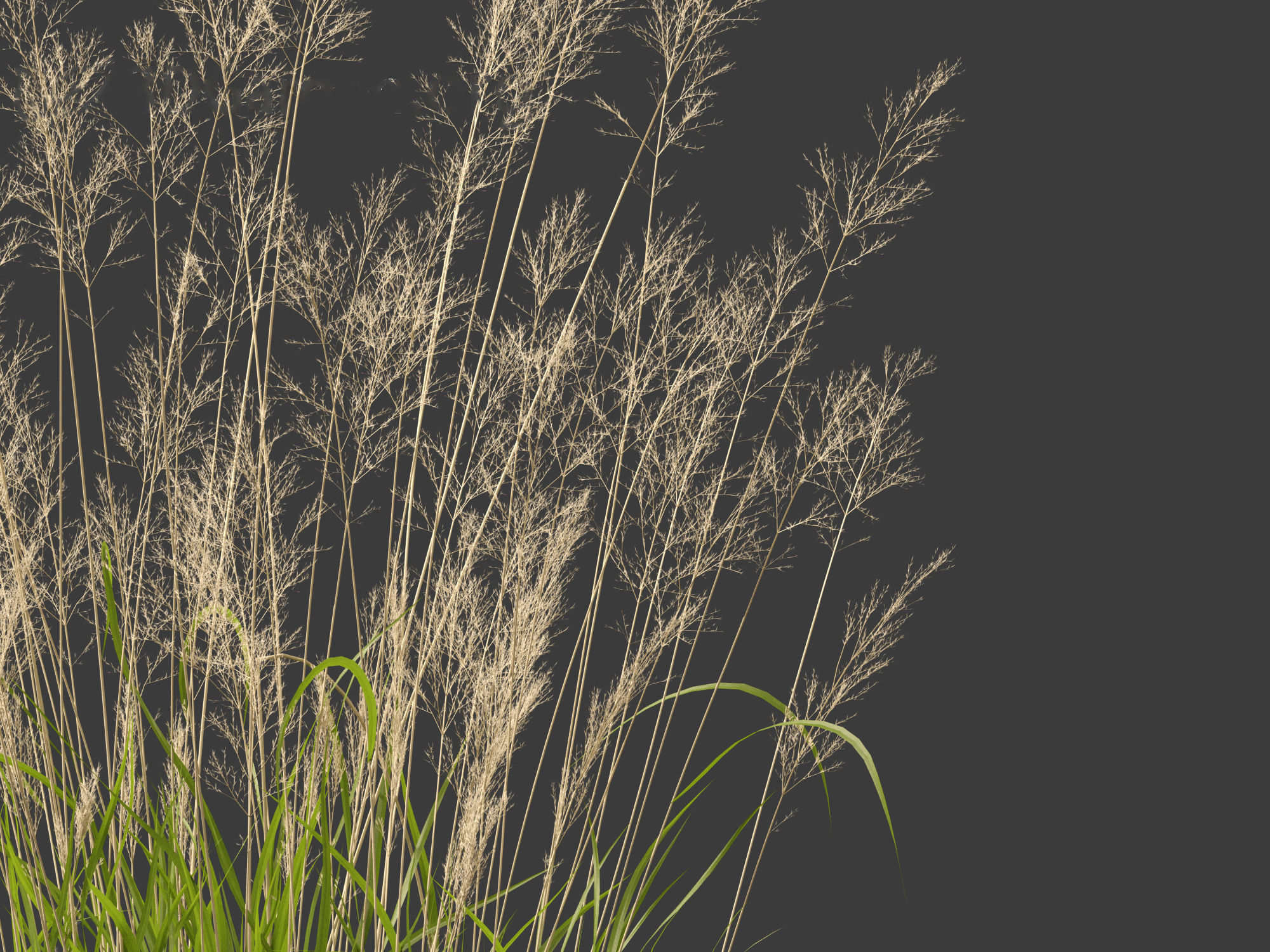 Calamagrostis arundinacea - Reed Grass 3D model_4