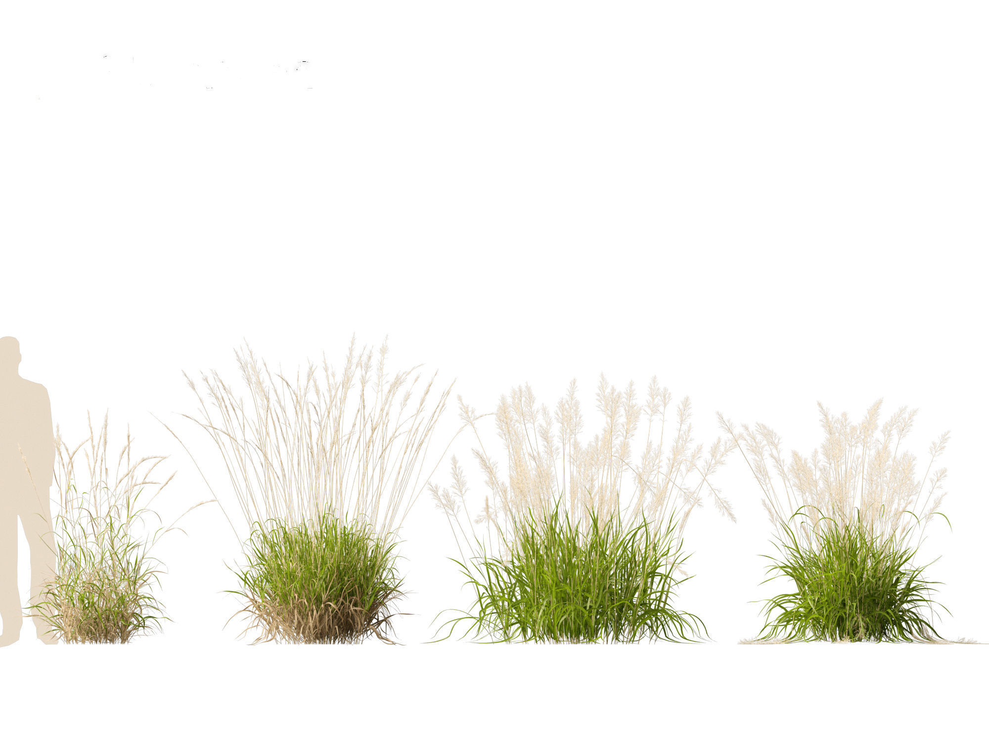 Calamagrostis arundinacea - Reed Grass 3D model_14