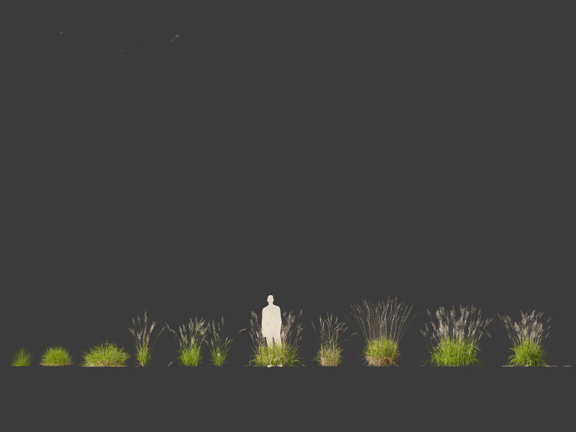 Calamagrostis arundinacea - Reed Grass 3D model_1