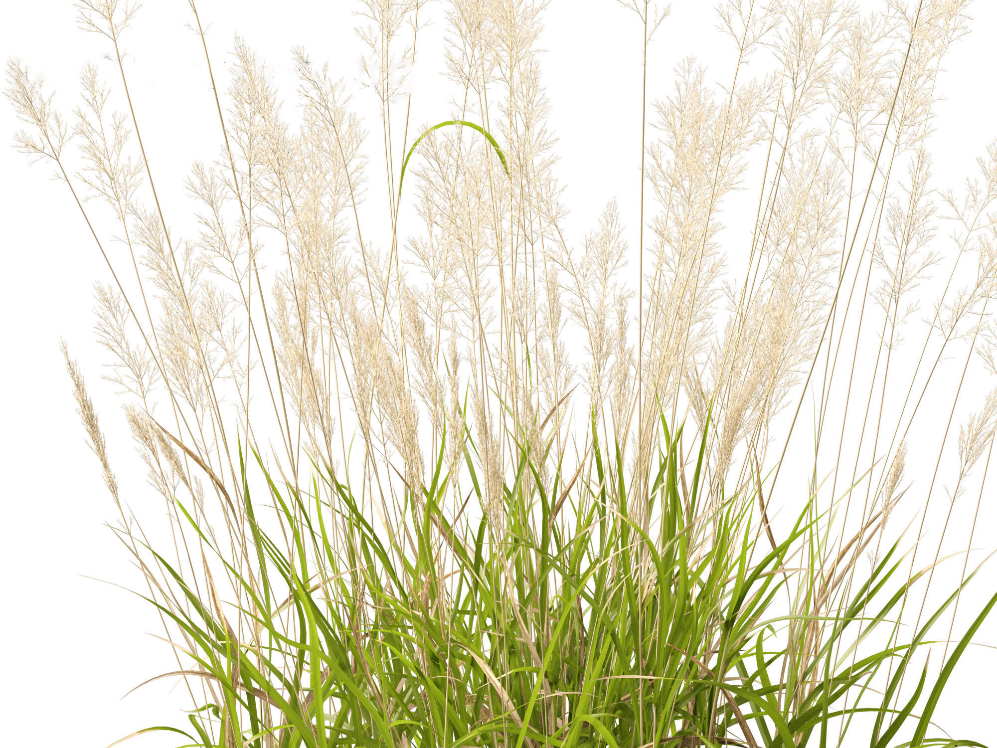Calamagrostis arundinacea - Reed Grass 3D model_9