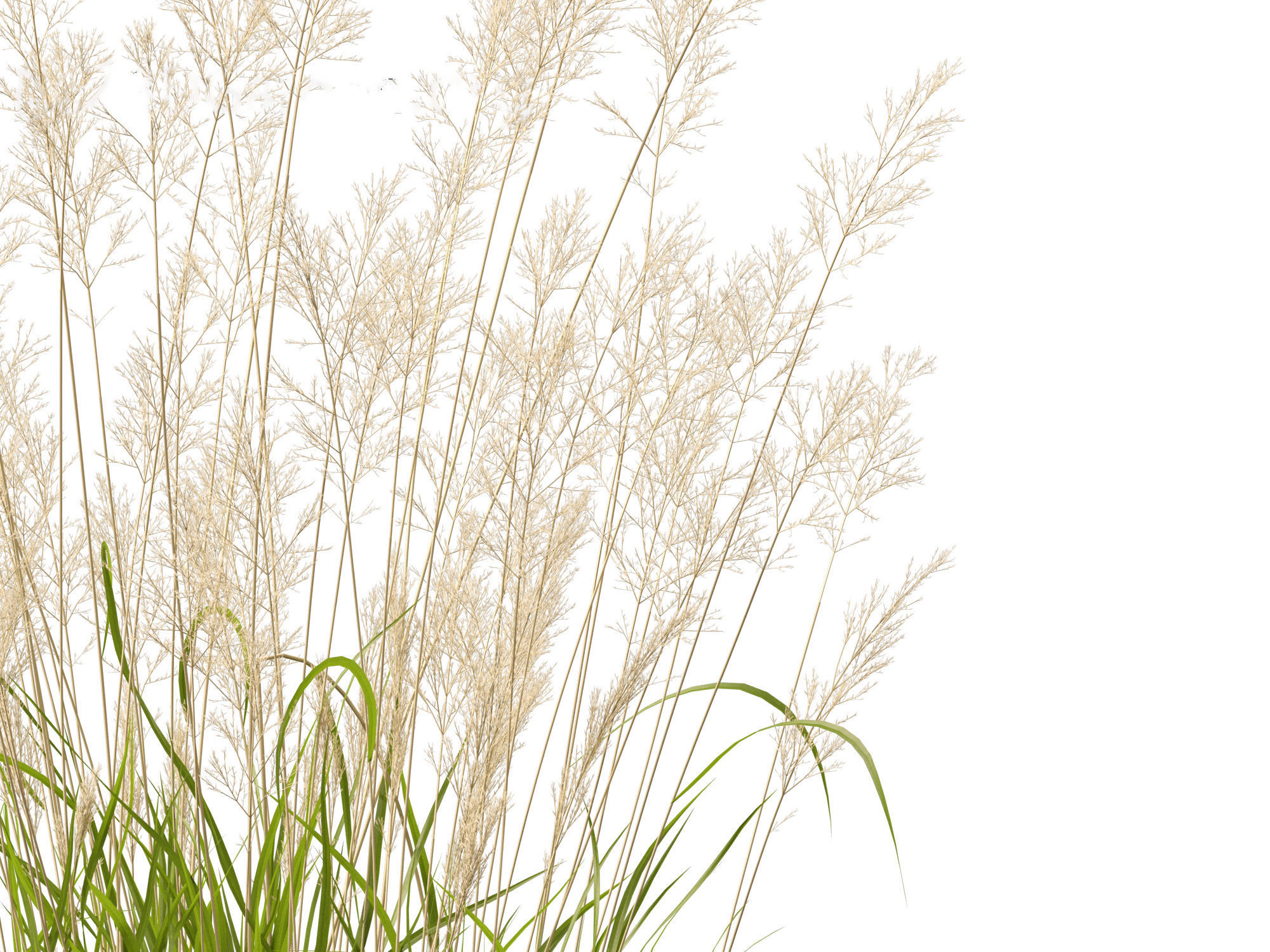 Calamagrostis arundinacea - Reed Grass 3D model_5
