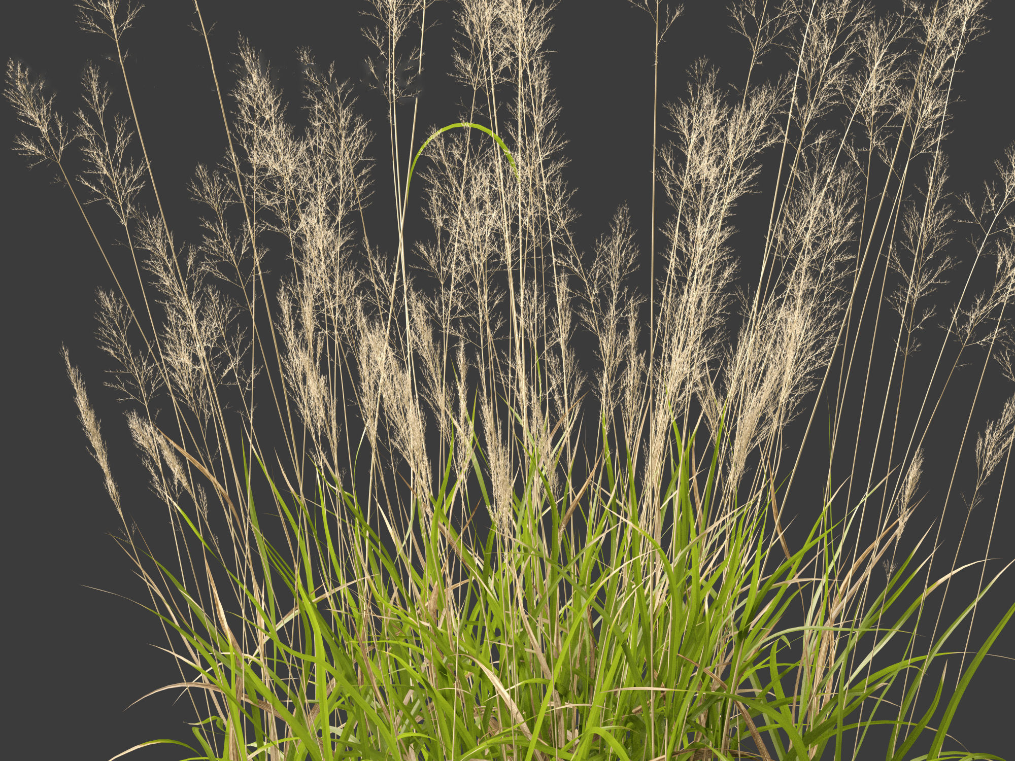 Calamagrostis arundinacea - Reed Grass 3D model_8