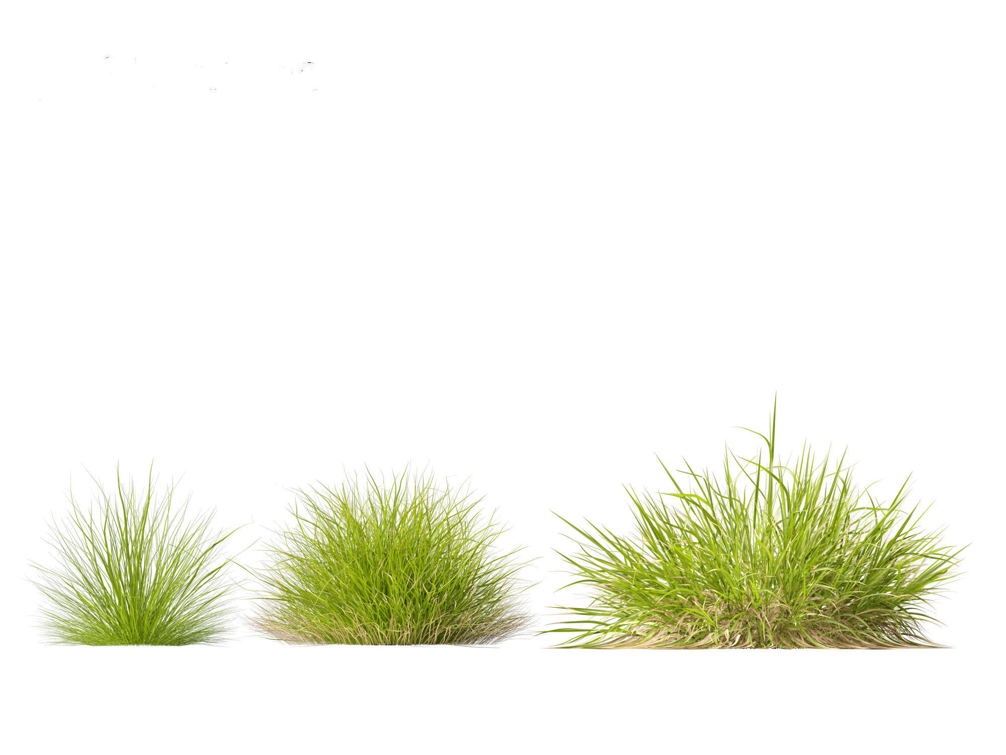 Calamagrostis arundinacea - Reed Grass 3D model_11