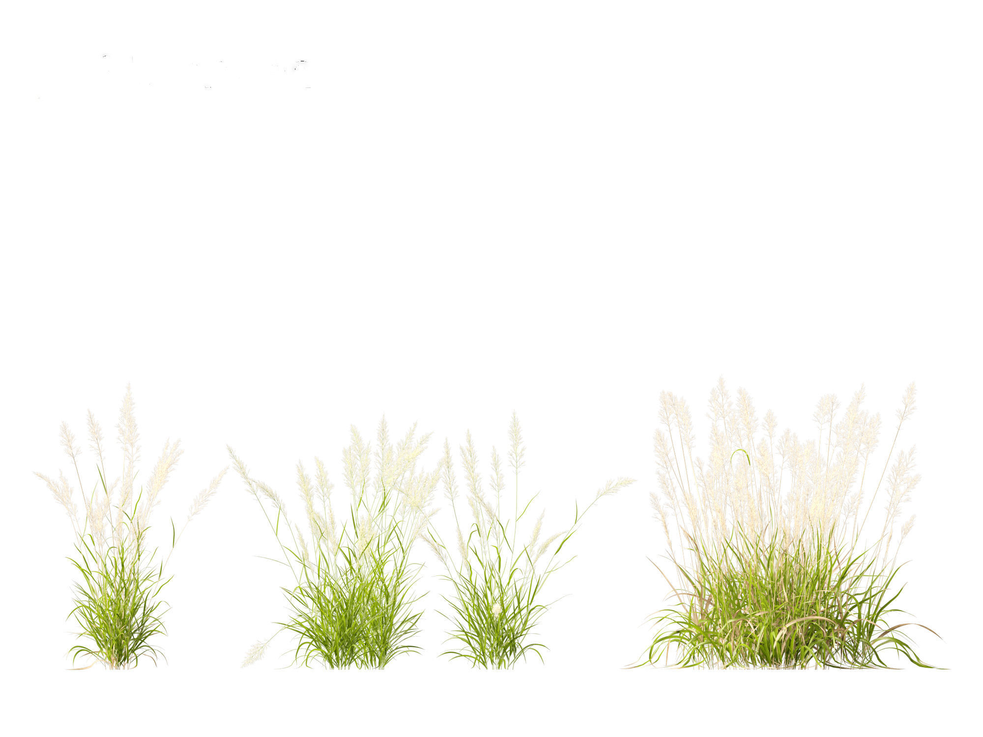 Calamagrostis arundinacea - Reed Grass 3D model_15