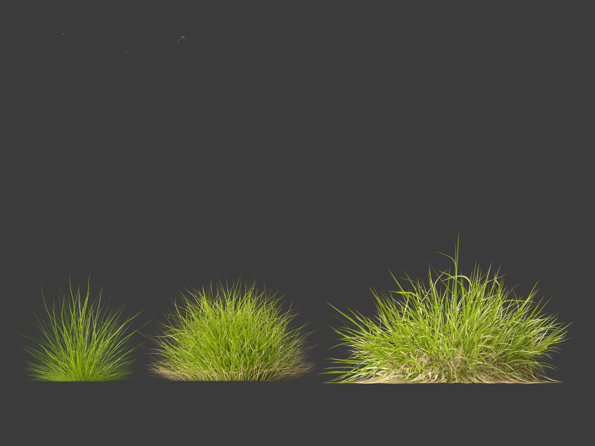 Calamagrostis arundinacea - Reed Grass 3D model_10