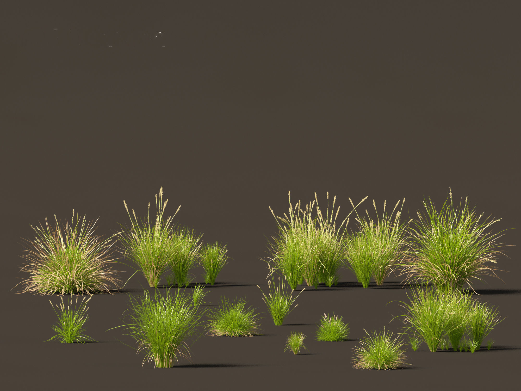 Carex appressa - tall sedge 3D model_9