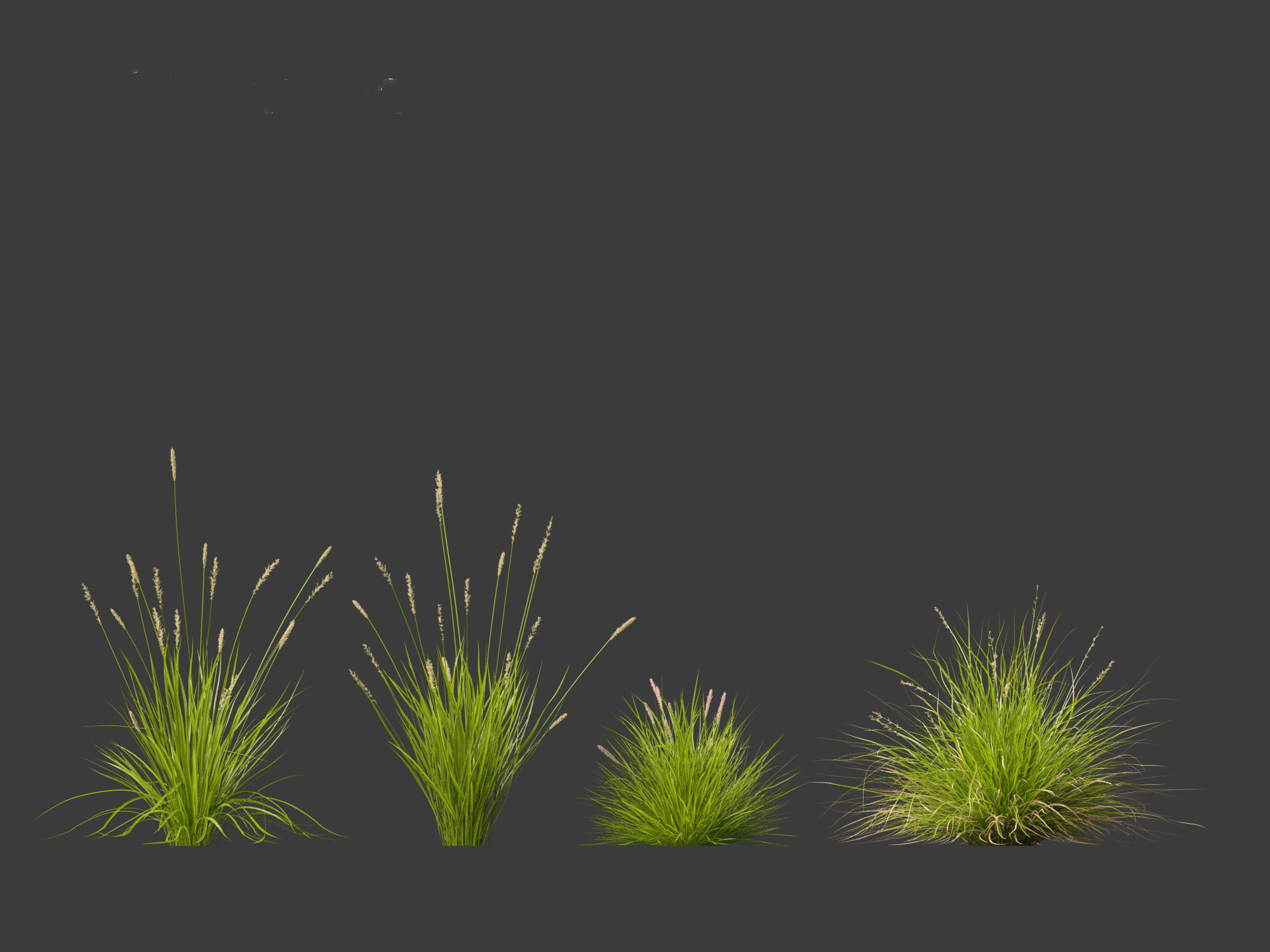 Carex appressa - tall sedge 3D model_6