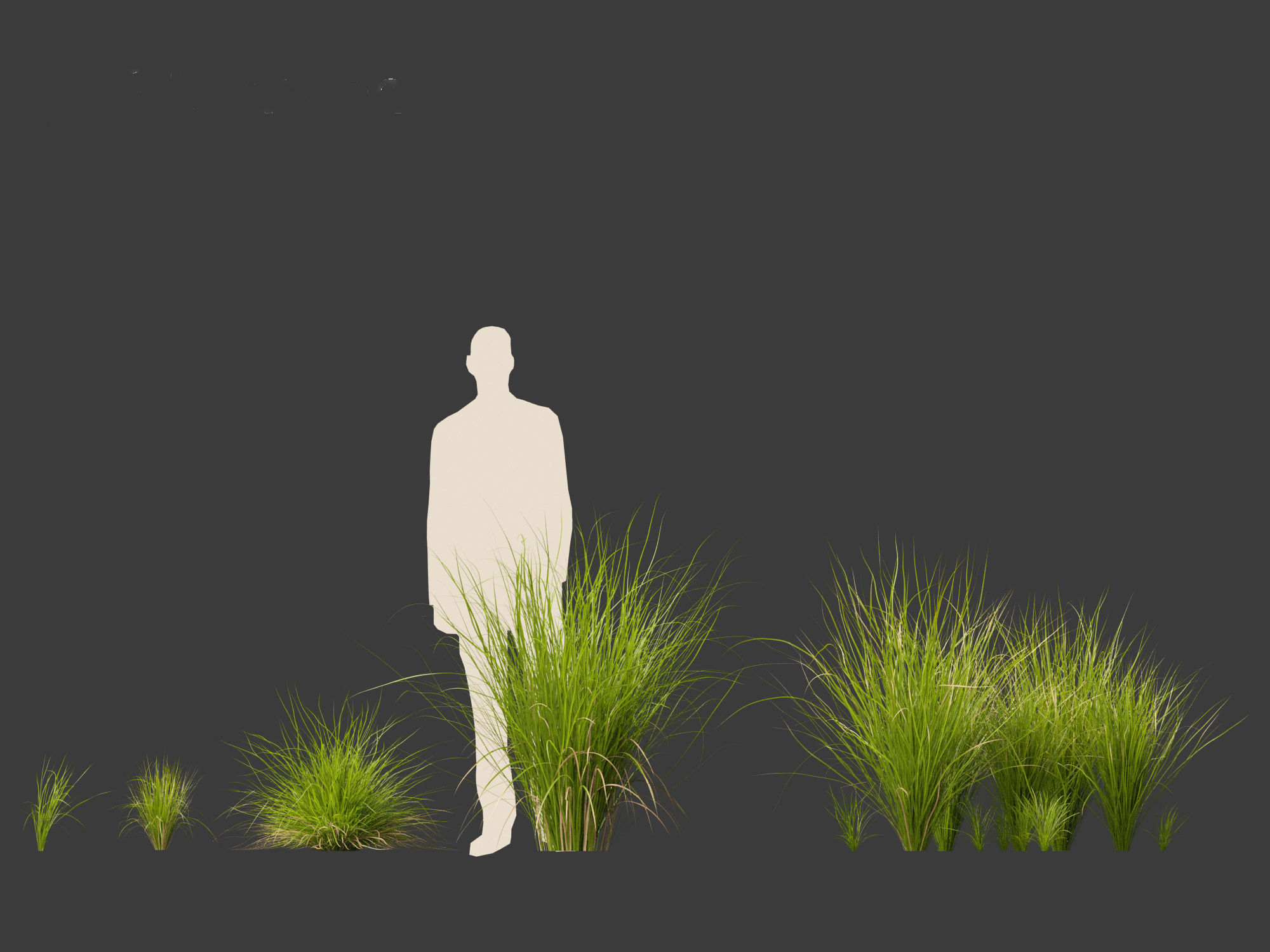 Carex appressa - tall sedge 3D model_4