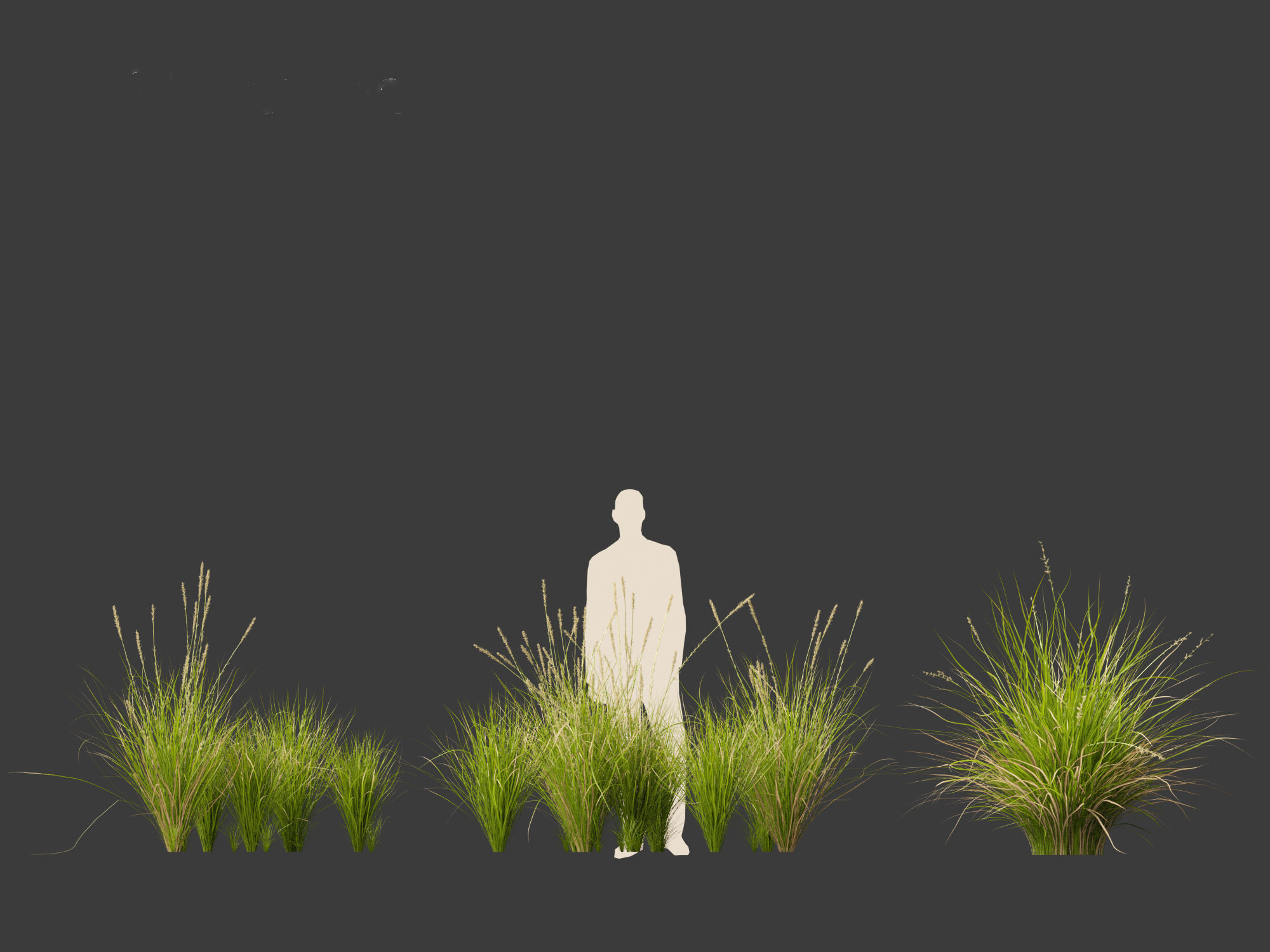 Carex appressa - tall sedge 3D model_5