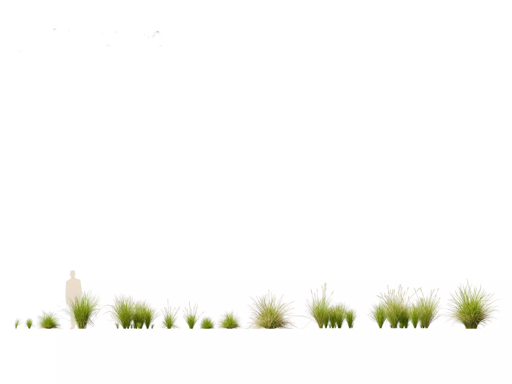 Carex appressa - tall sedge 3D model_0