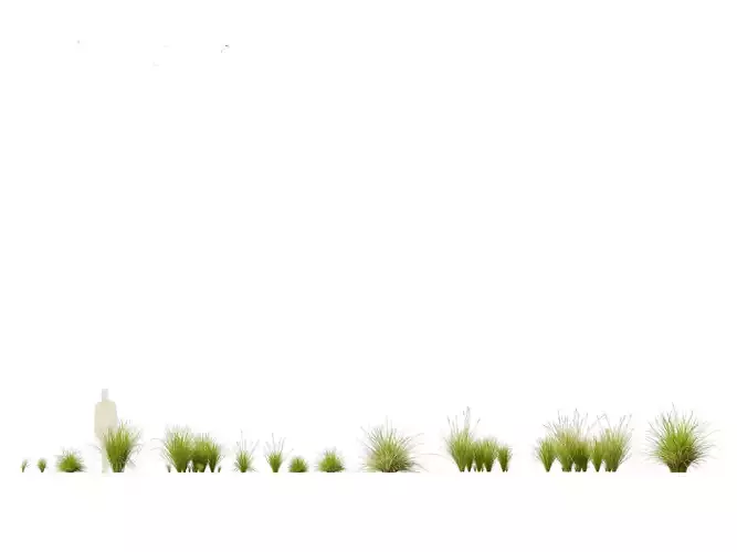 Carex appressa - tall sedge