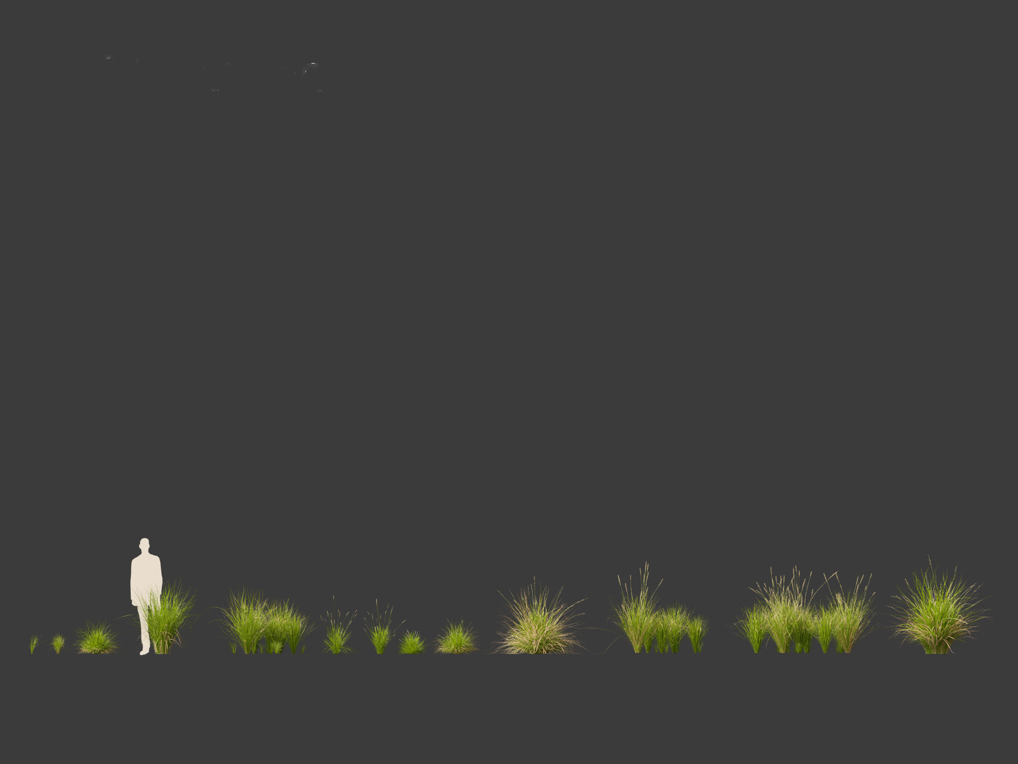 Carex appressa - tall sedge 3D model_1