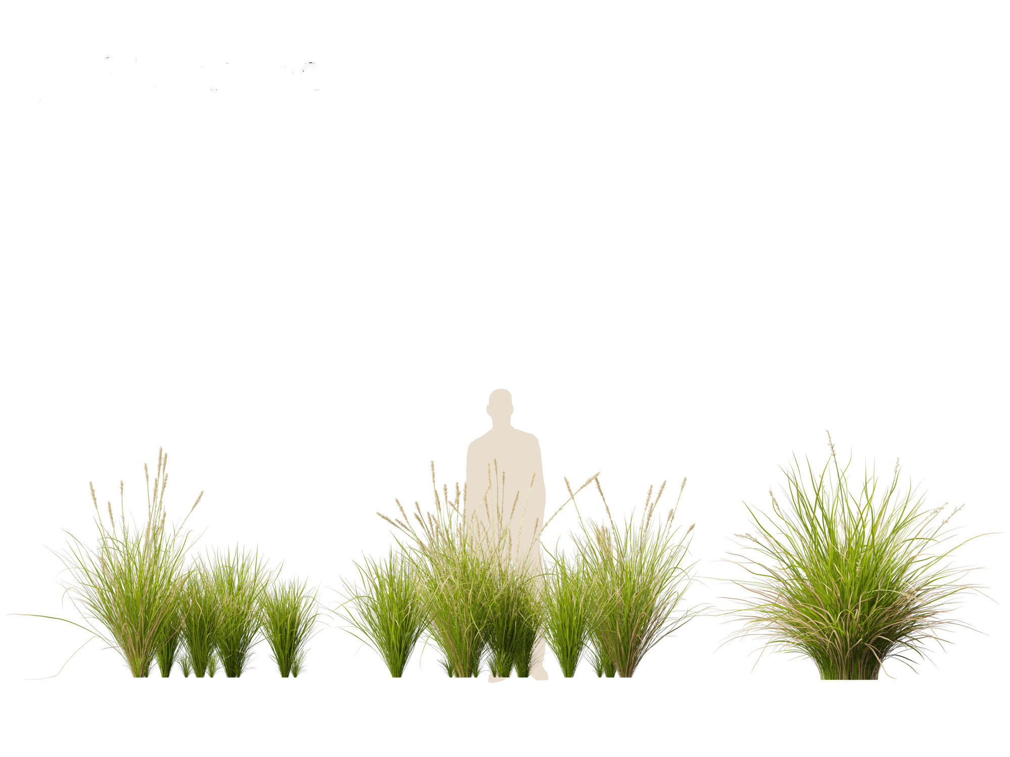Carex appressa - tall sedge 3D model_7