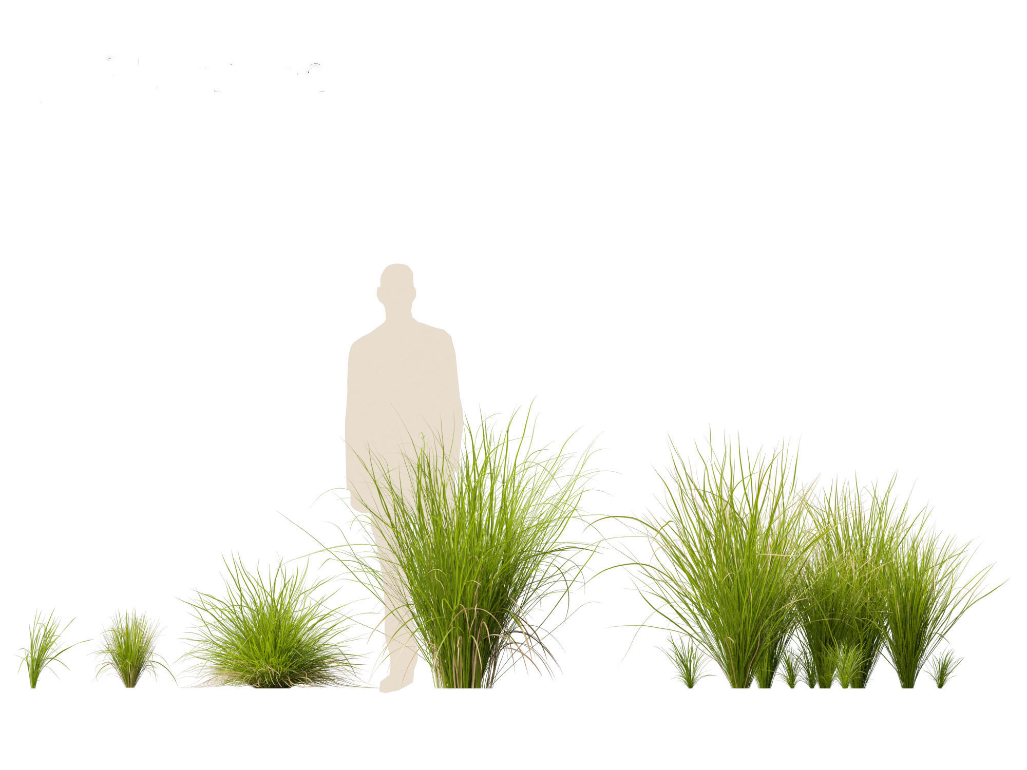 Carex appressa - tall sedge 3D model_3