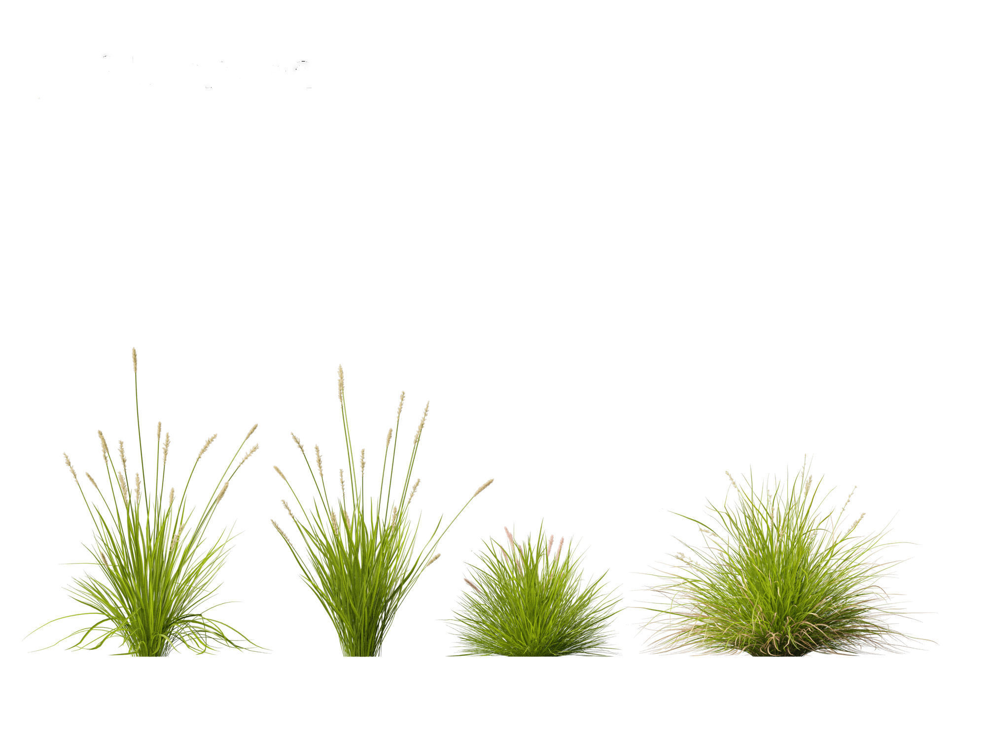Carex appressa - tall sedge 3D model_2