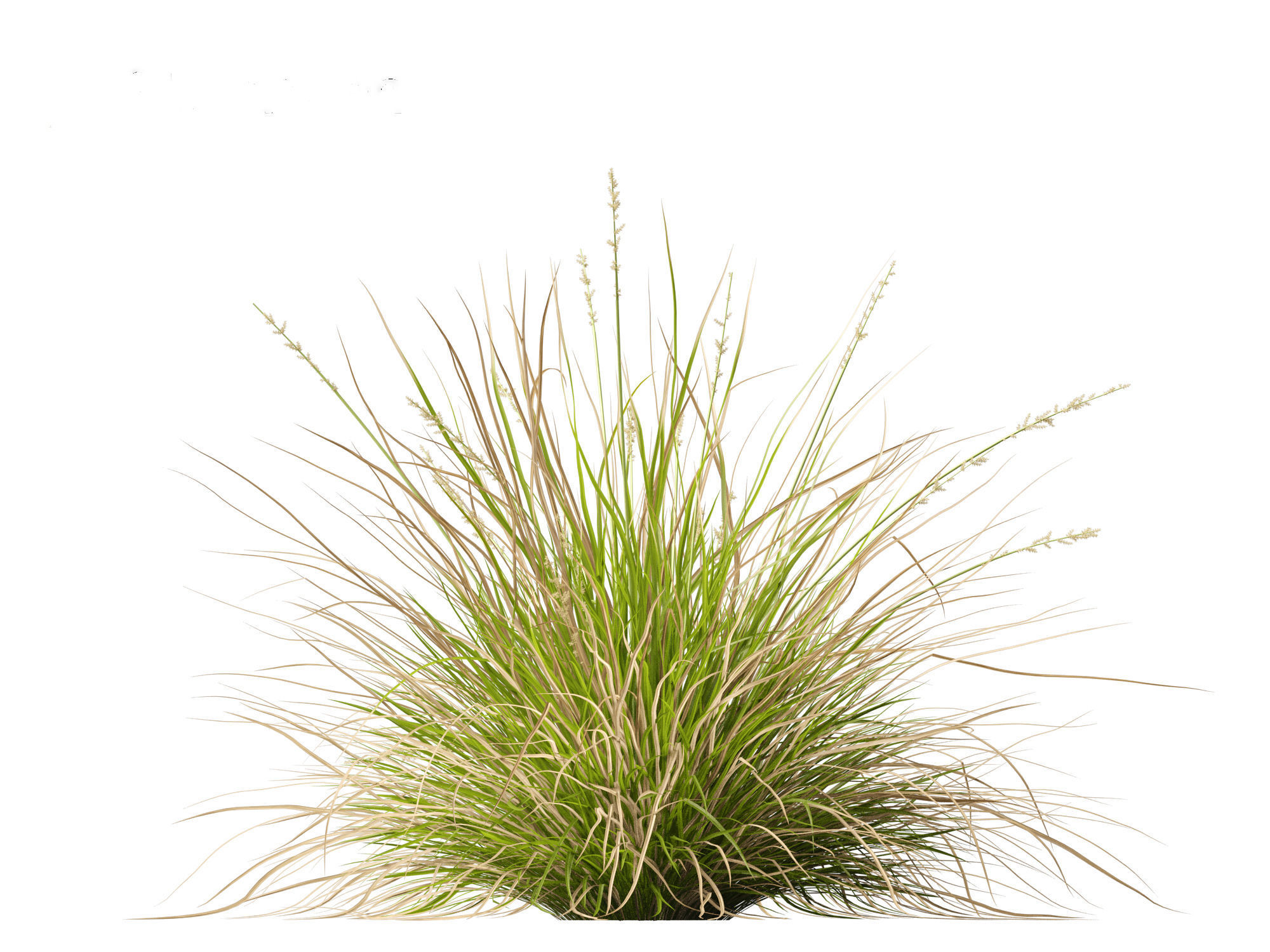 Carex appressa - tall sedge 3D model_8
